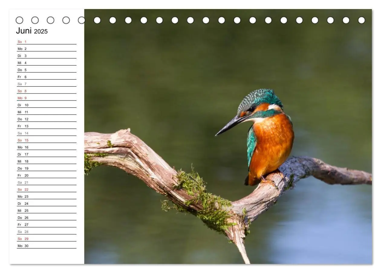 Bild: 9783435795864 | Eisvögel (Tischkalender 2025 DIN A5 quer), CALVENDO Monatskalender