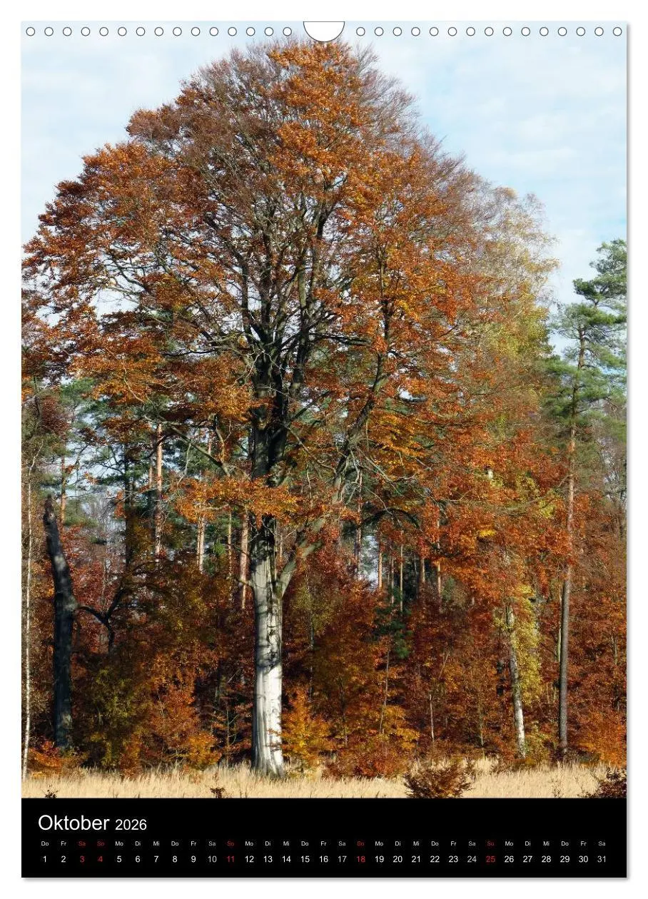 Bild: 9783516425864 | Land Brandenburg im Wechsel der Jahreszeiten (Wandkalender 2026 DIN...