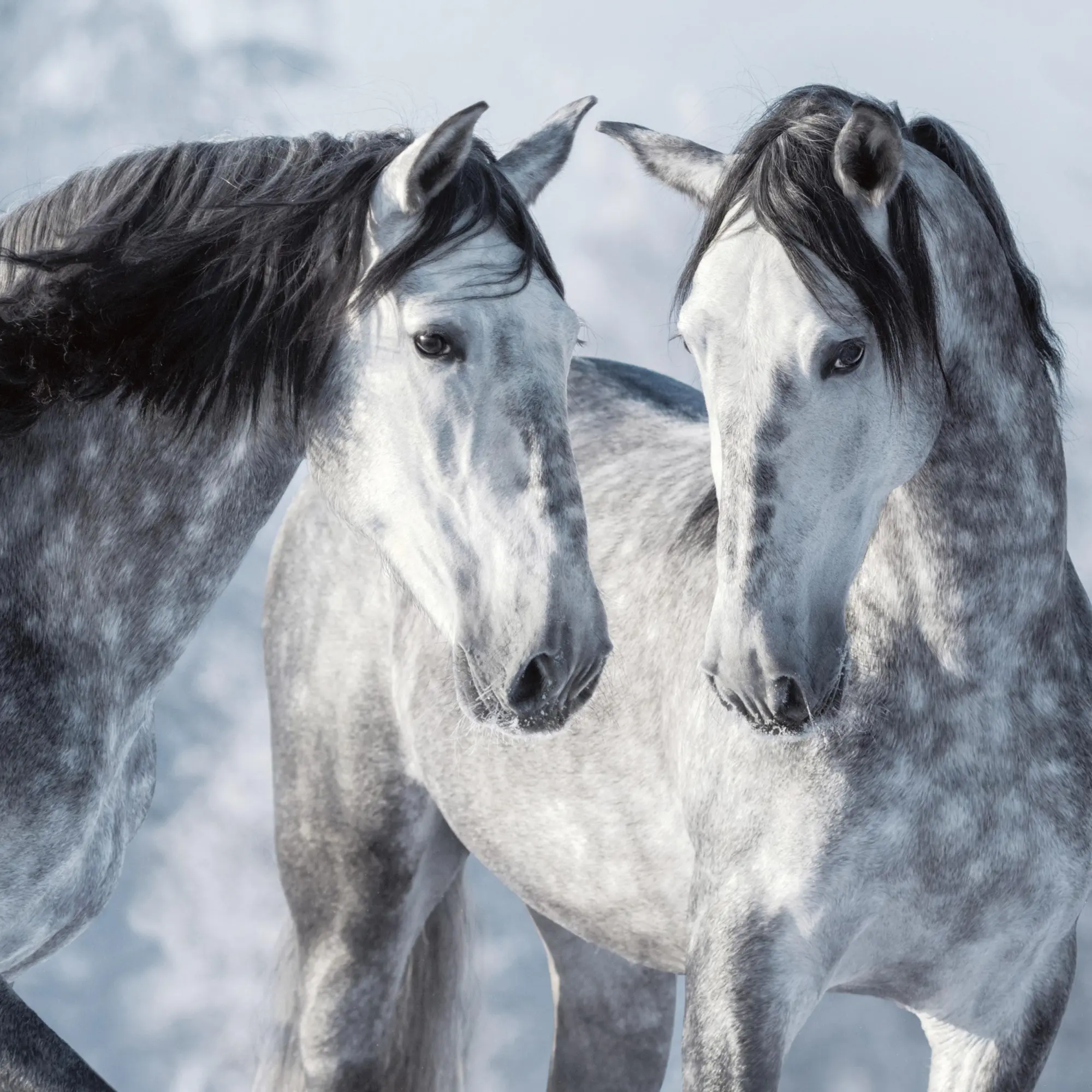 Bild: 9783959295864 | Pferde/Horses 2026 | Kalender 2026 | Kalender | Artwork Edition | 2026