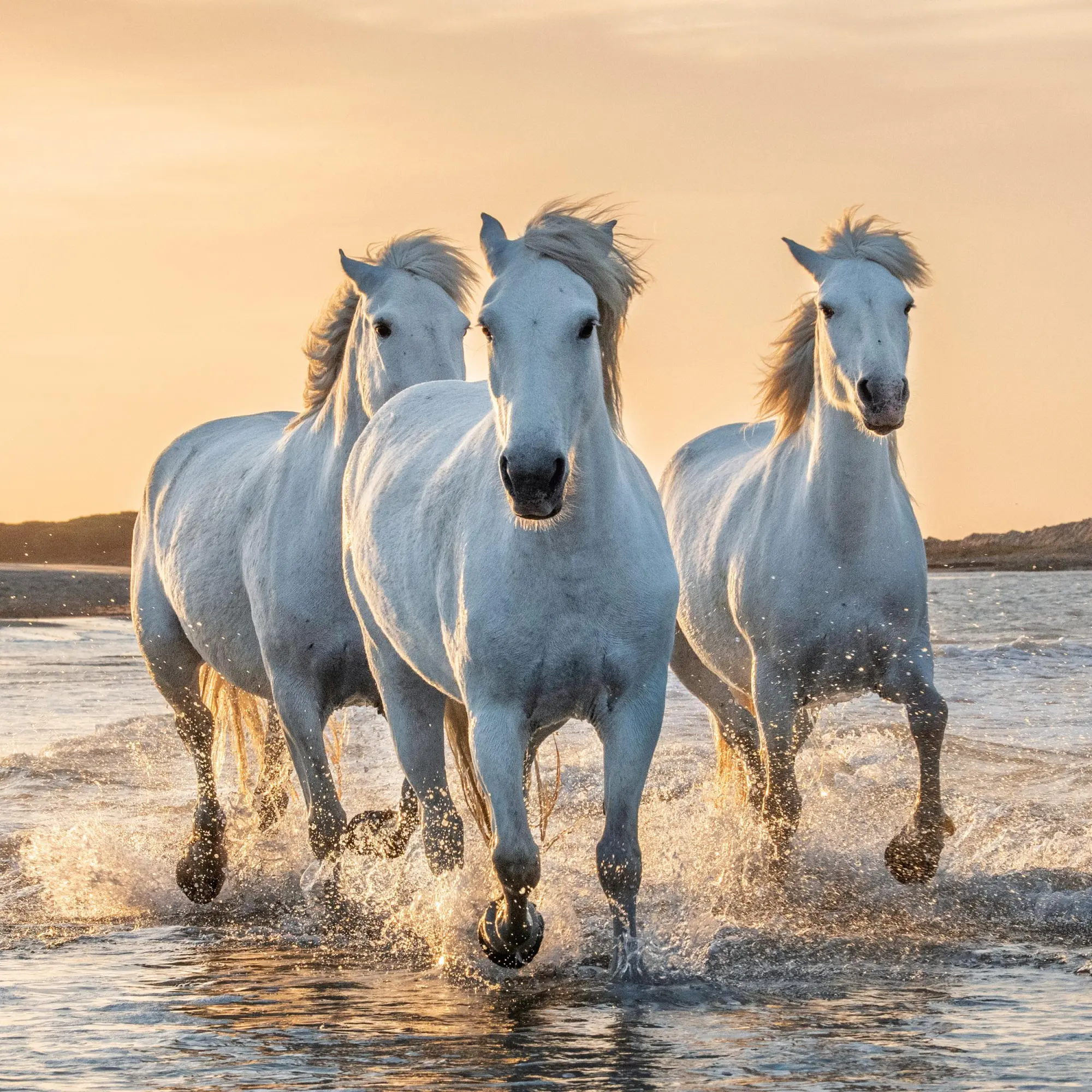 Bild: 9783959295864 | Pferde/Horses 2026 | Kalender 2026 | Kalender | Artwork Edition | 2026