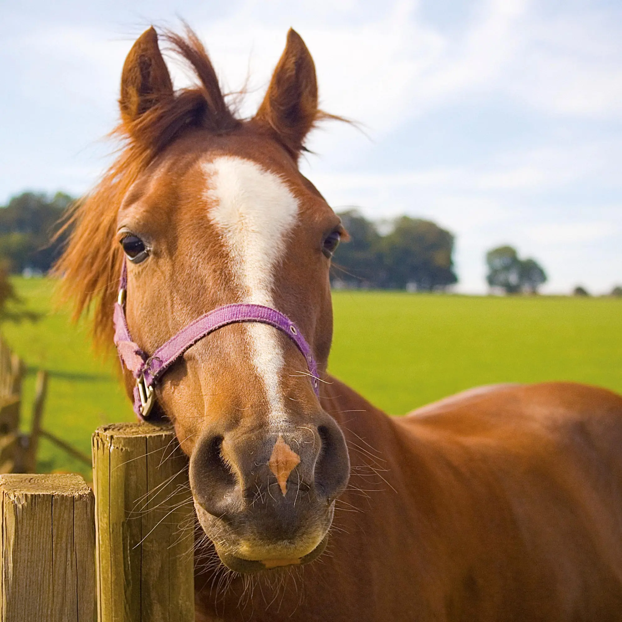 Bild: 9783959295864 | Pferde/Horses 2026 | Kalender 2026 | Kalender | Artwork Edition | 2026