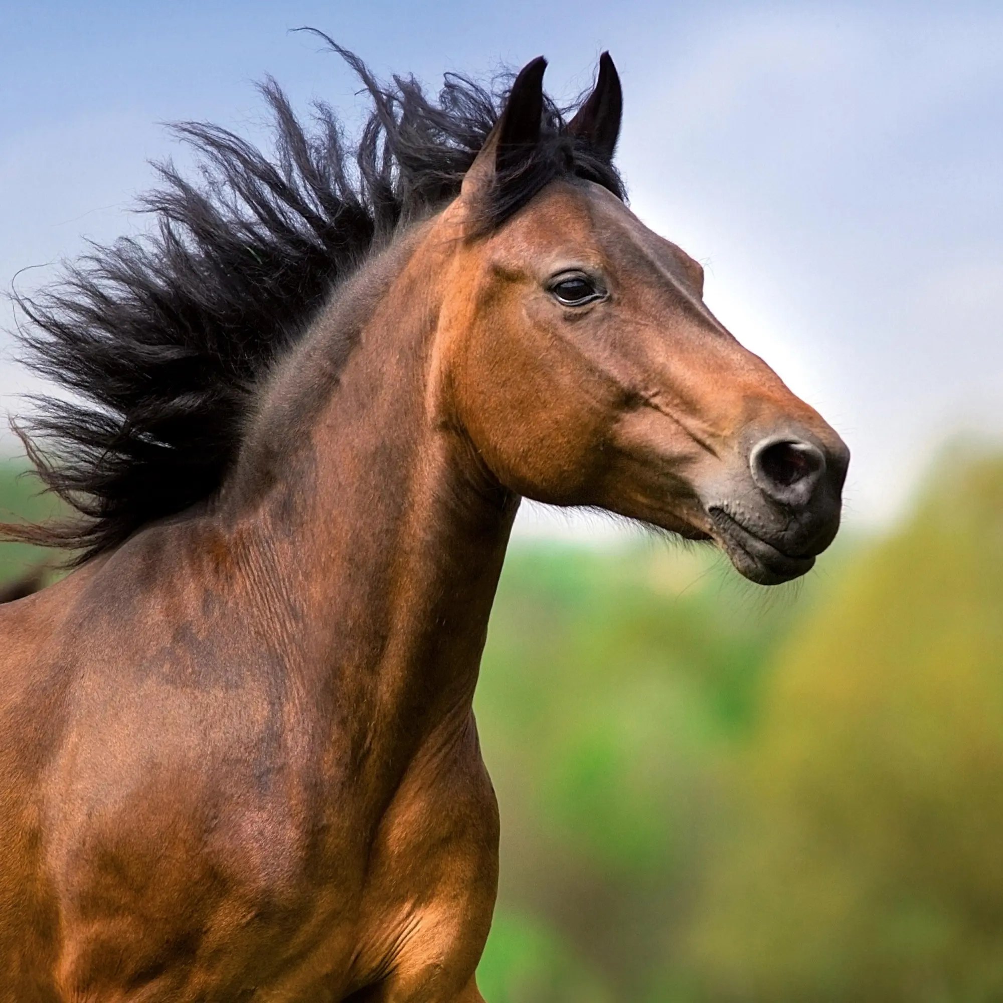 Bild: 9783959295864 | Pferde/Horses 2026 | Kalender 2026 | Kalender | Artwork Edition | 2026