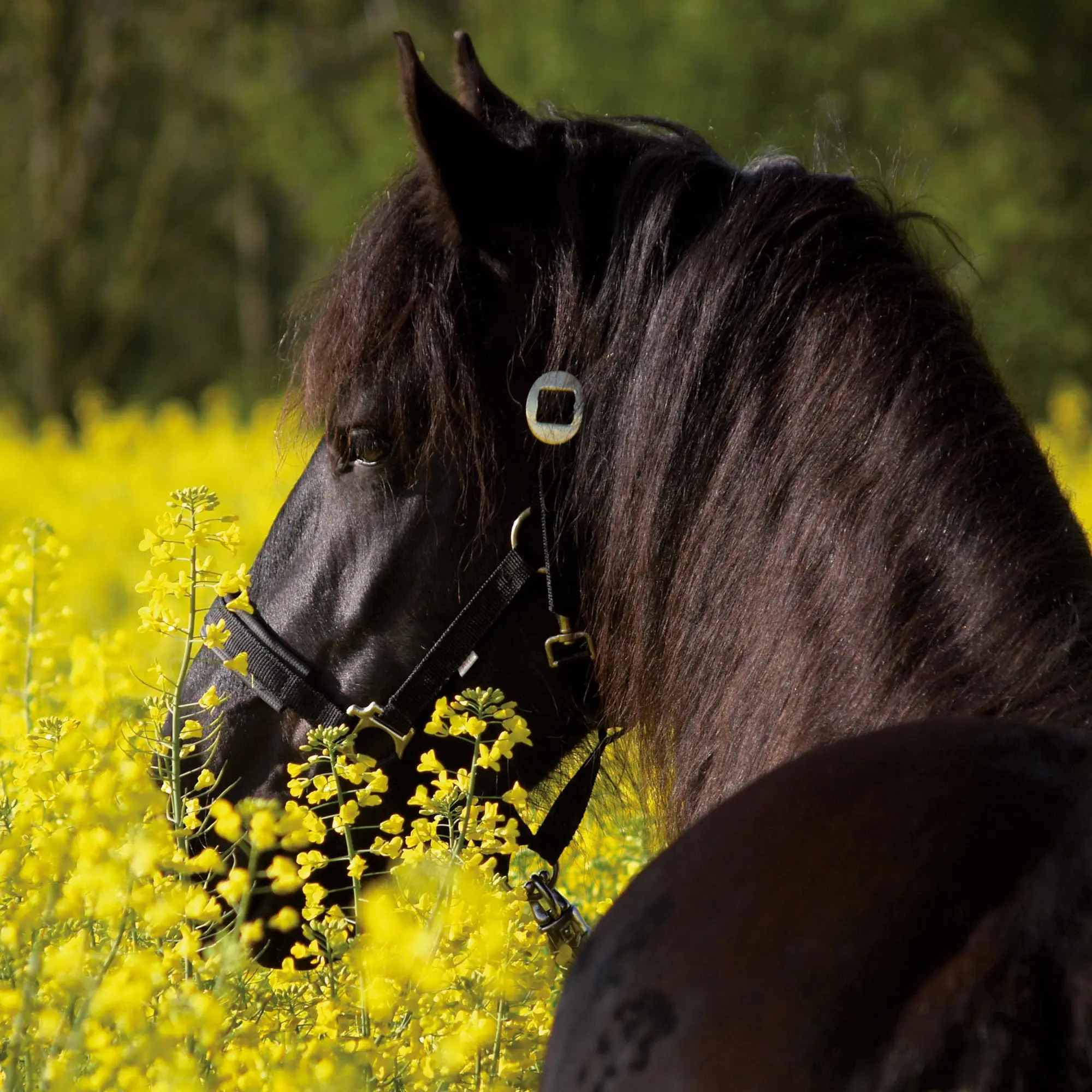 Bild: 9783959295864 | Pferde/Horses 2026 | Kalender 2026 | Kalender | Artwork Edition | 2026