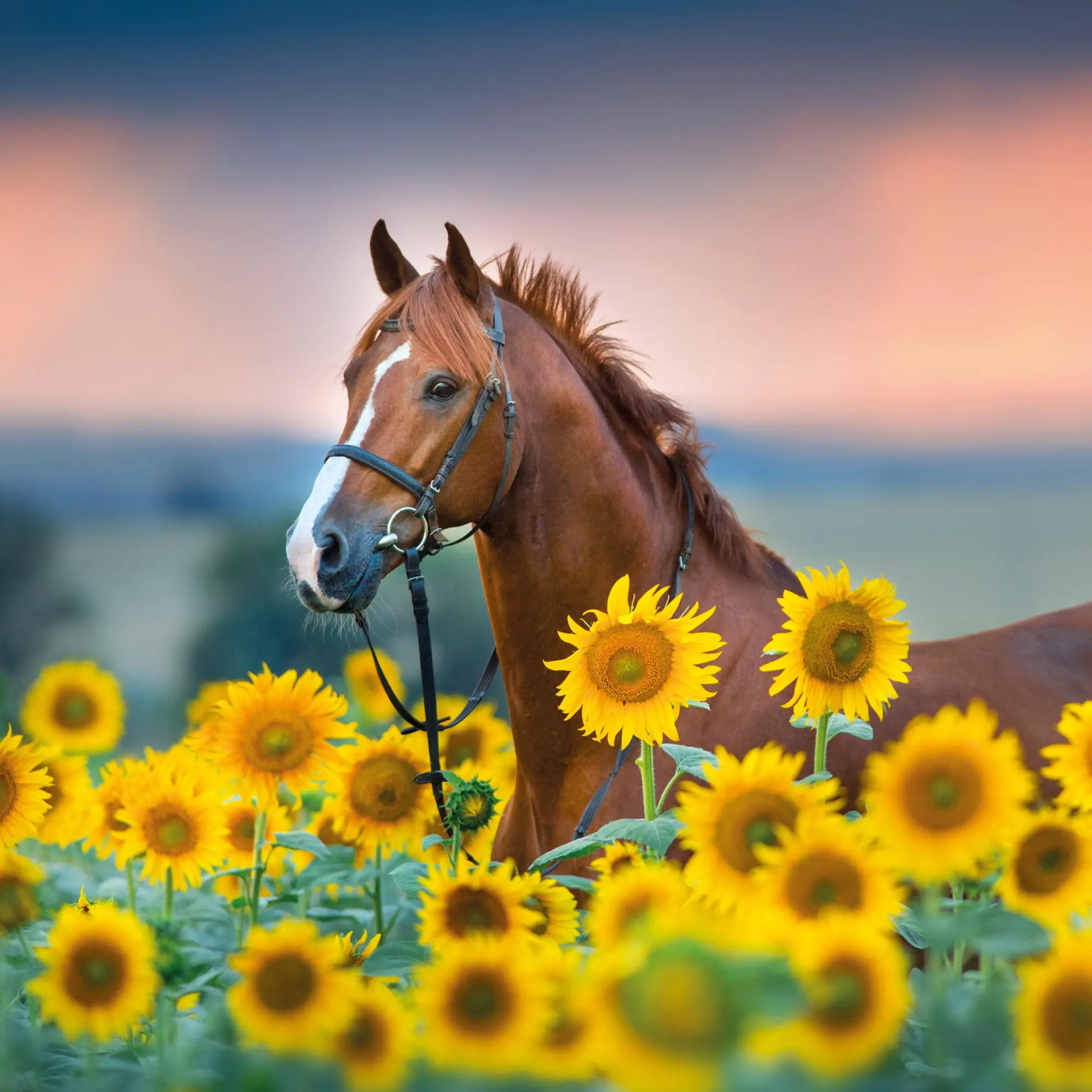 Bild: 9783959295864 | Pferde/Horses 2026 | Kalender 2026 | Kalender | Artwork Edition | 2026