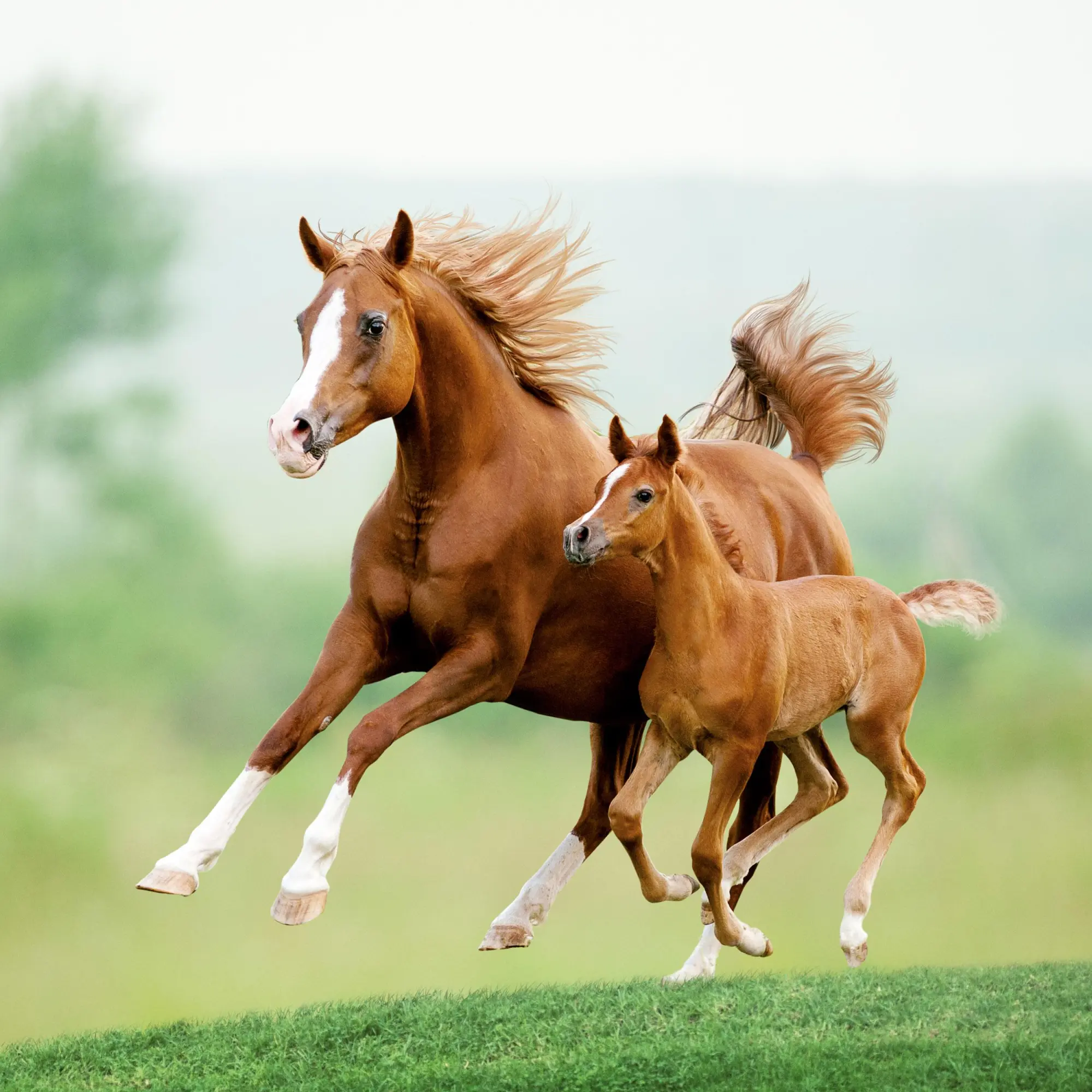 Bild: 9783959295864 | Pferde/Horses 2026 | Kalender 2026 | Kalender | Artwork Edition | 2026