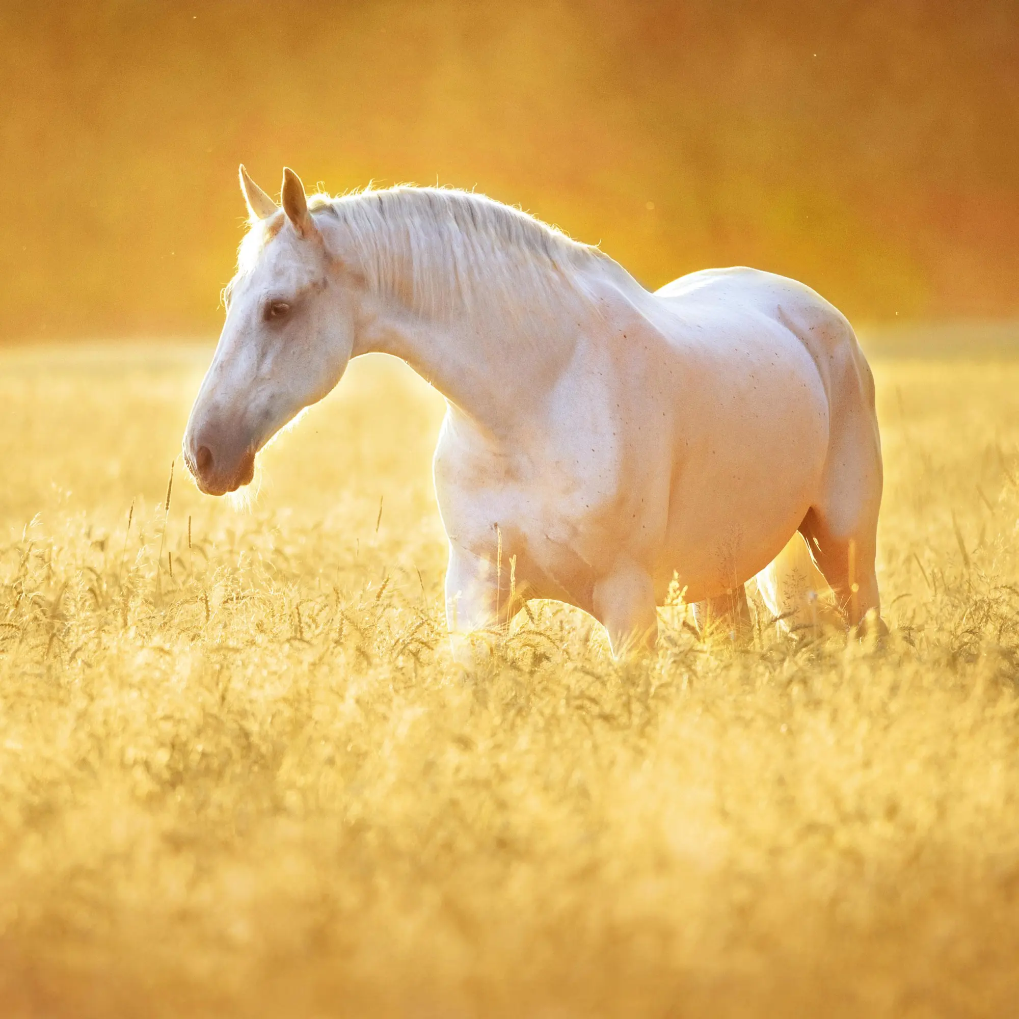 Bild: 9783959295864 | Pferde/Horses 2026 | Kalender 2026 | Kalender | Artwork Edition | 2026