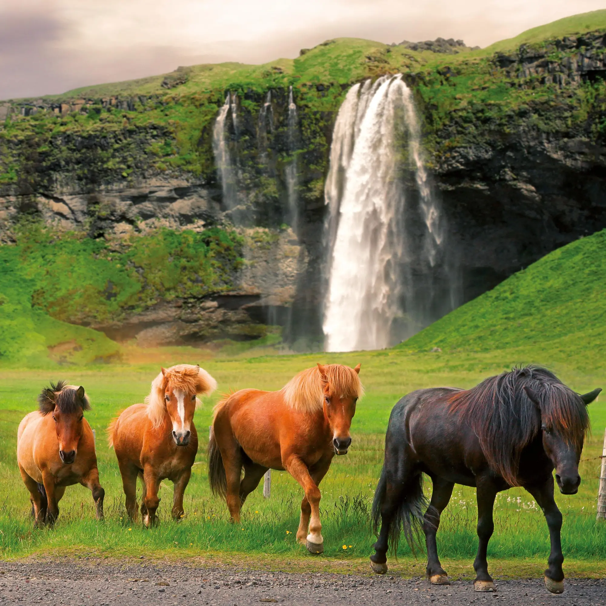 Bild: 9783959295864 | Pferde/Horses 2026 | Kalender 2026 | Kalender | Artwork Edition | 2026