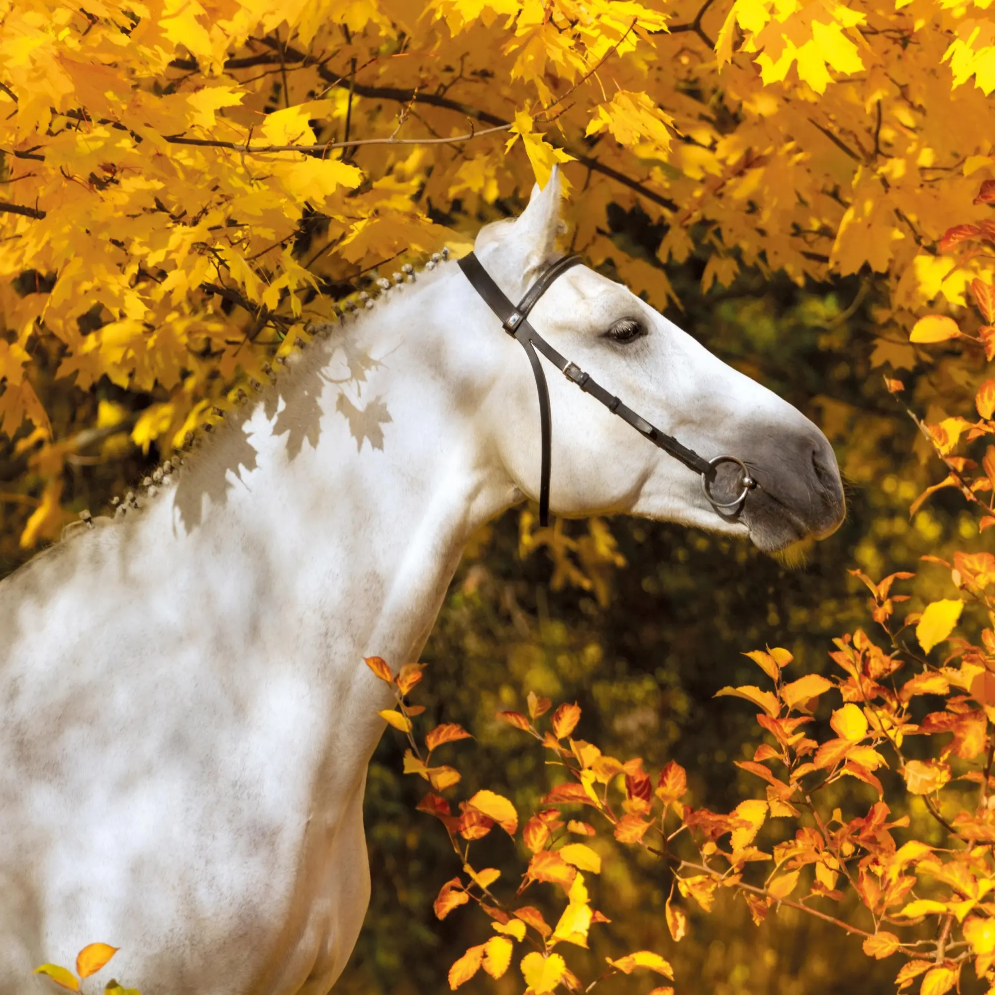 Bild: 9783959295864 | Pferde/Horses 2026 | Kalender 2026 | Kalender | Artwork Edition | 2026