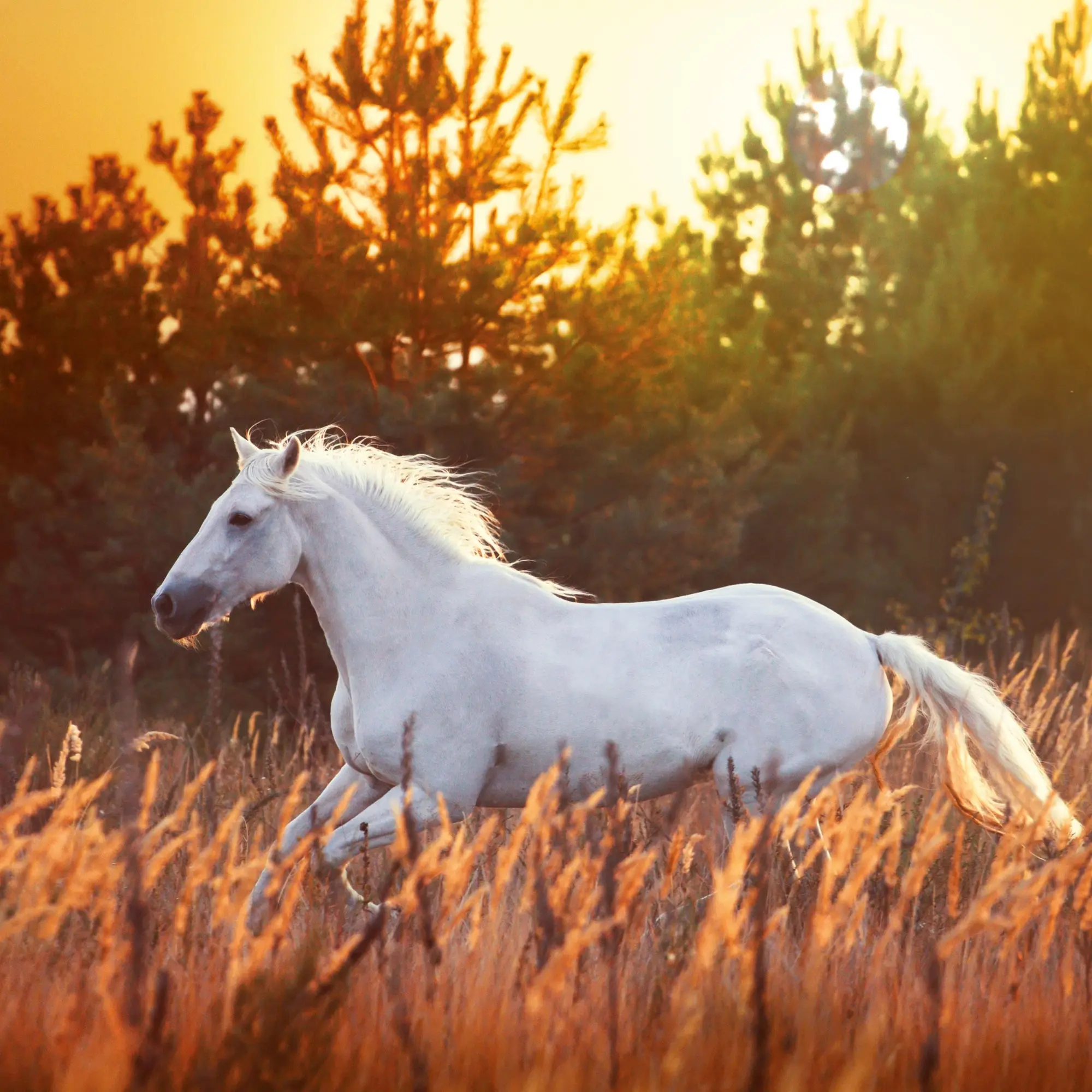 Bild: 9783959295864 | Pferde/Horses 2026 | Kalender 2026 | Kalender | Artwork Edition | 2026
