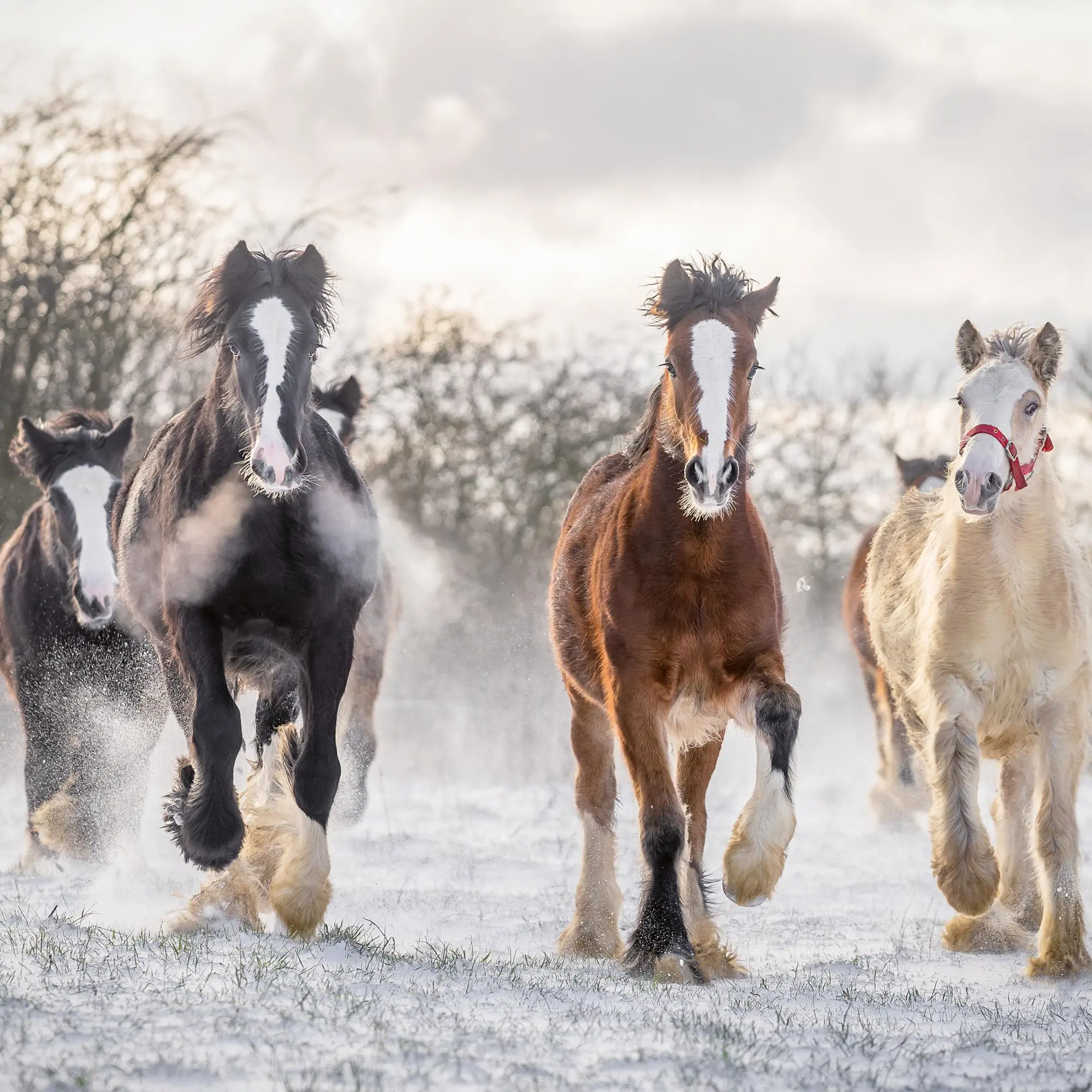 Bild: 9783959295864 | Pferde/Horses 2026 | Kalender 2026 | Kalender | Artwork Edition | 2026