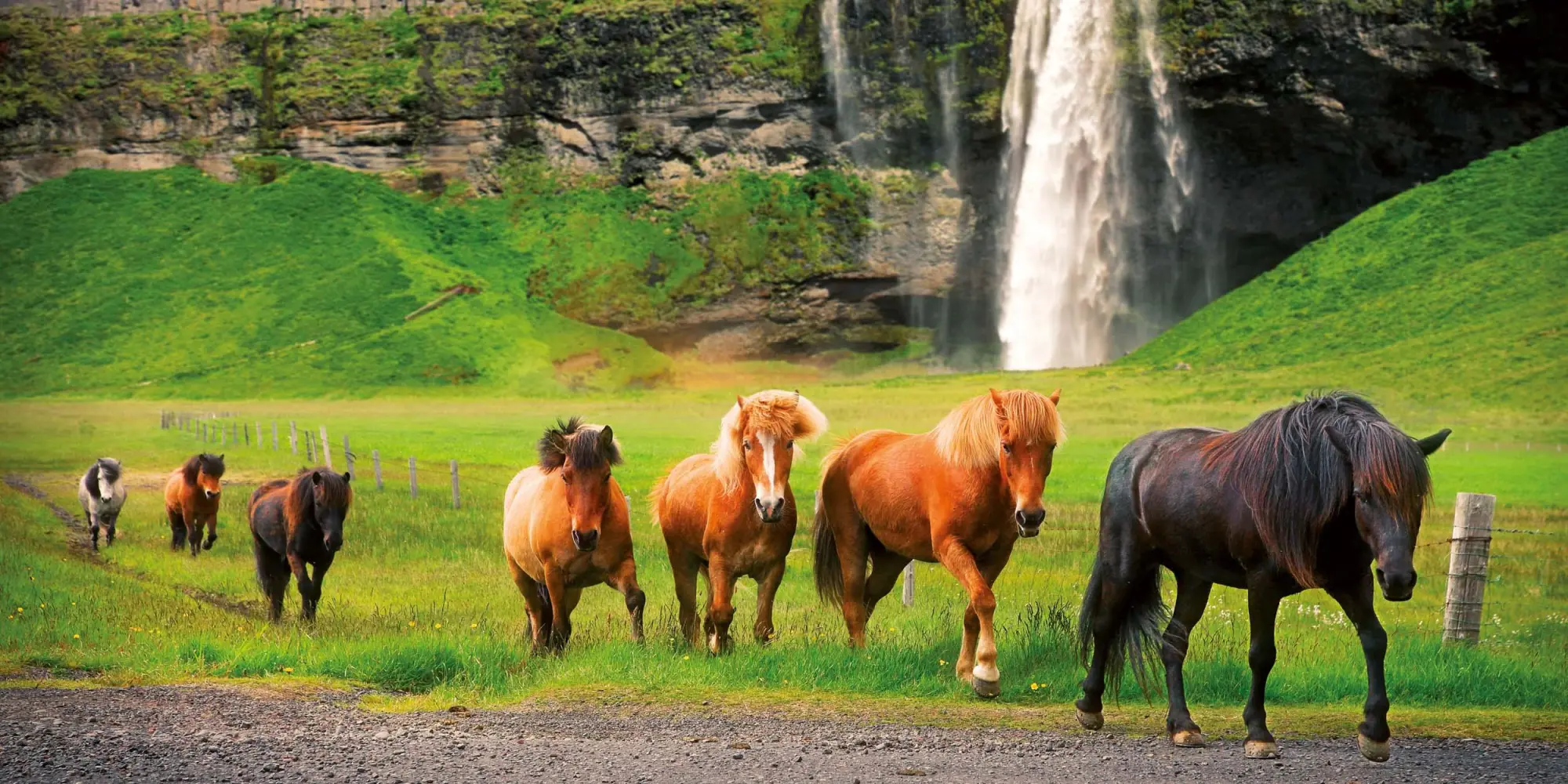 Bild: 9783959295864 | Pferde/Horses 2026 | Kalender 2026 | Kalender | Artwork Edition | 2026