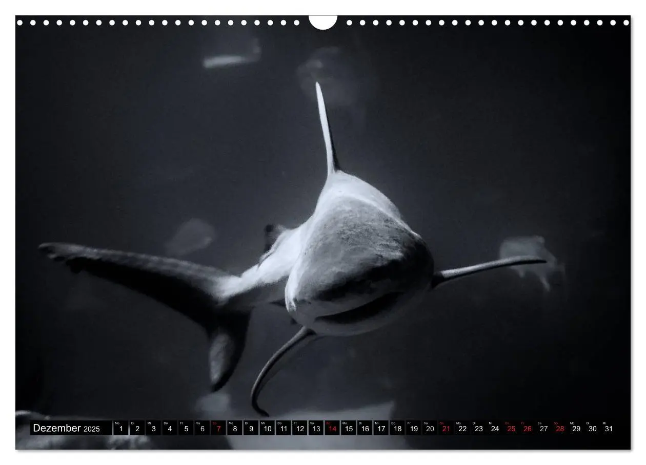 Bild: 9783435586264 | Meerestiere Bilder in Schwarz Weiss (Wandkalender 2025 DIN A3...