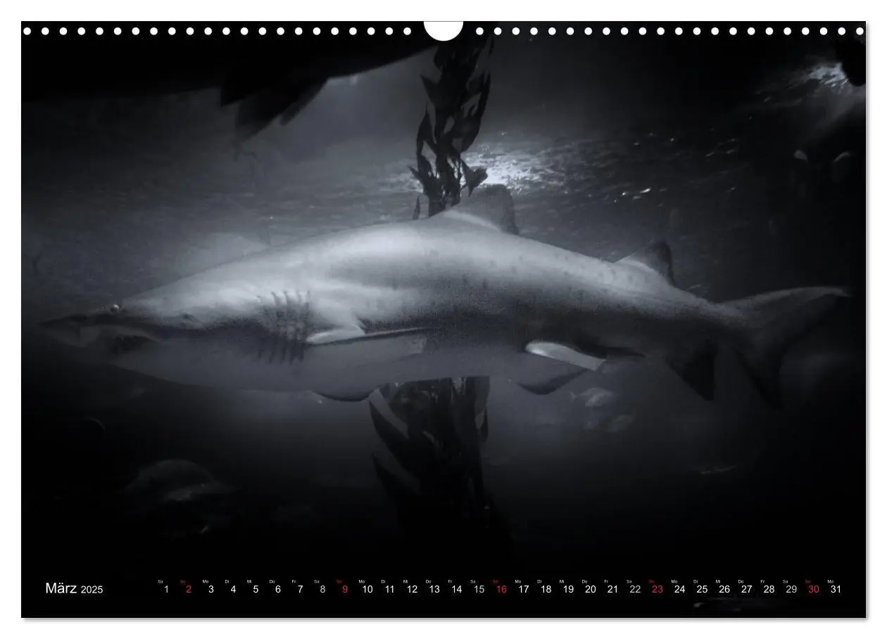 Bild: 9783435586264 | Meerestiere Bilder in Schwarz Weiss (Wandkalender 2025 DIN A3...