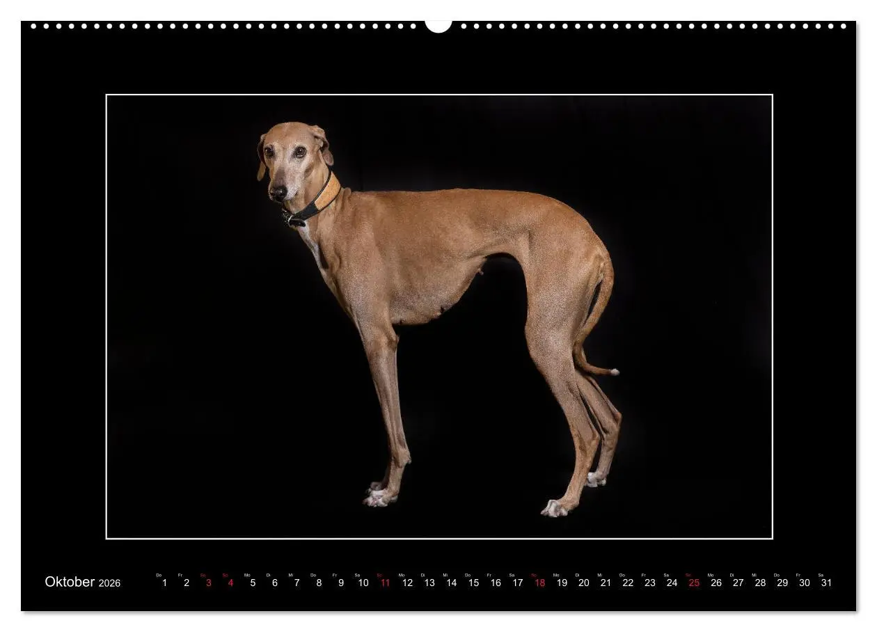 Bild: 9783457746264 | Windhunde - Schnelle Schönheiten (Wandkalender 2026 DIN A2 quer),...