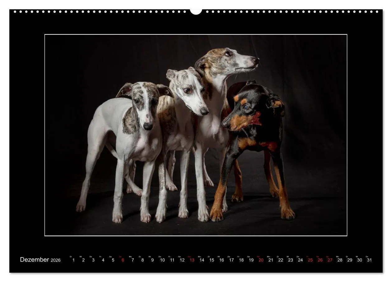 Bild: 9783457746264 | Windhunde - Schnelle Schönheiten (Wandkalender 2026 DIN A2 quer),...