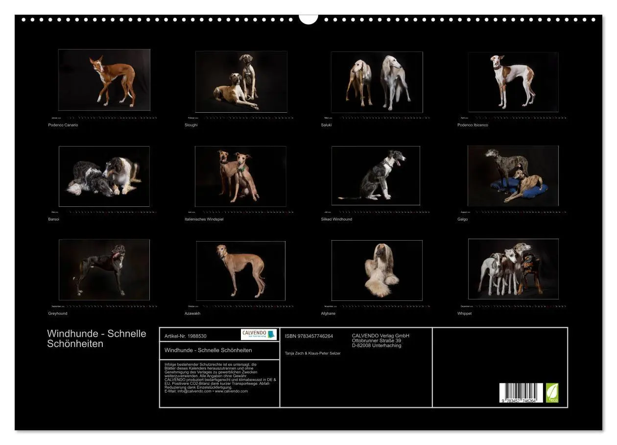 Bild: 9783457746264 | Windhunde - Schnelle Schönheiten (Wandkalender 2026 DIN A2 quer),...
