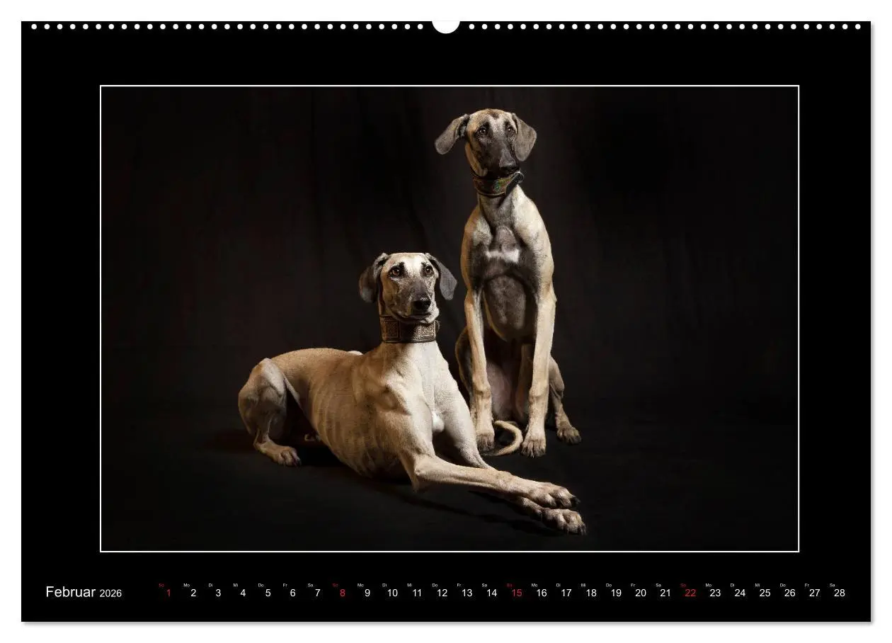 Bild: 9783457746264 | Windhunde - Schnelle Schönheiten (Wandkalender 2026 DIN A2 quer),...