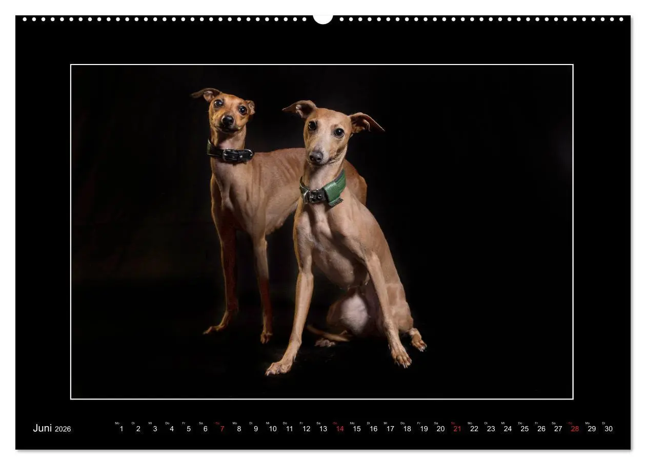 Bild: 9783457746264 | Windhunde - Schnelle Schönheiten (Wandkalender 2026 DIN A2 quer),...