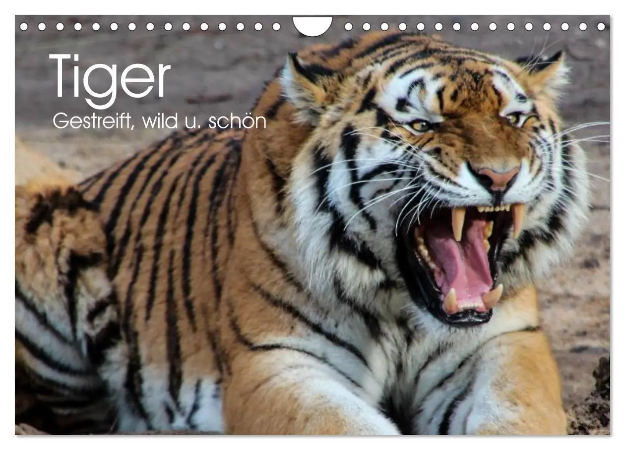 Cover: 9783516146264 | Tiger. Gestreift, wild u. schön (Wandkalender 2026 DIN A4 quer),...