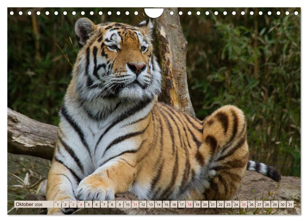 Bild: 9783516146264 | Tiger. Gestreift, wild u. schön (Wandkalender 2026 DIN A4 quer),...