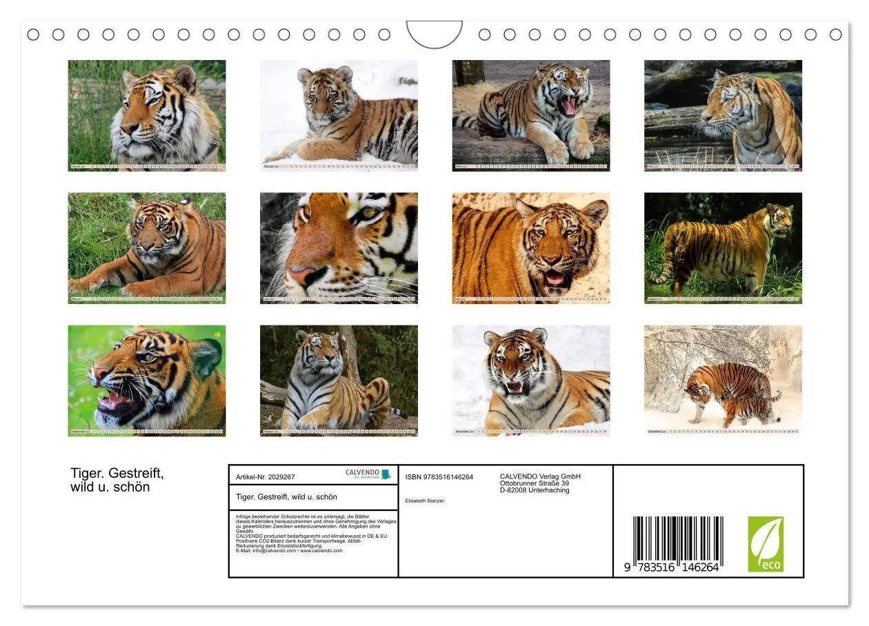 Bild: 9783516146264 | Tiger. Gestreift, wild u. schön (Wandkalender 2026 DIN A4 quer),...