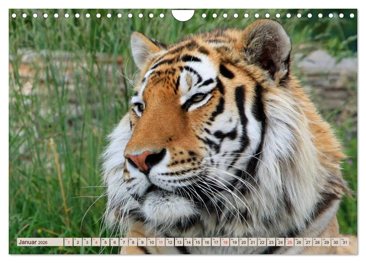 Bild: 9783516146264 | Tiger. Gestreift, wild u. schön (Wandkalender 2026 DIN A4 quer),...