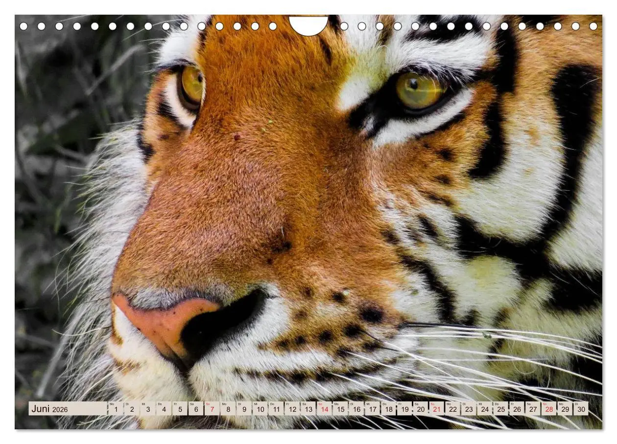 Bild: 9783516146264 | Tiger. Gestreift, wild u. schön (Wandkalender 2026 DIN A4 quer),...