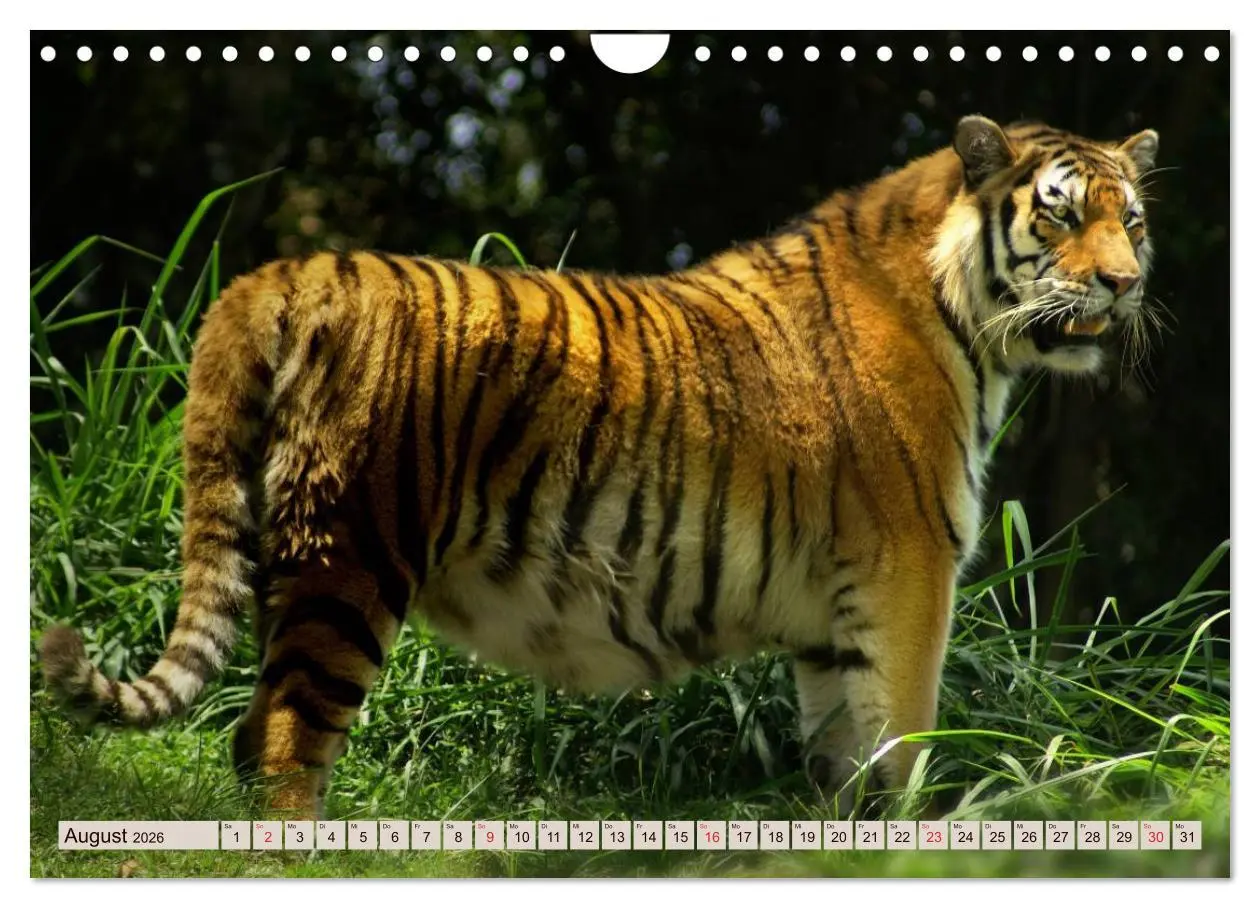 Bild: 9783516146264 | Tiger. Gestreift, wild u. schön (Wandkalender 2026 DIN A4 quer),...