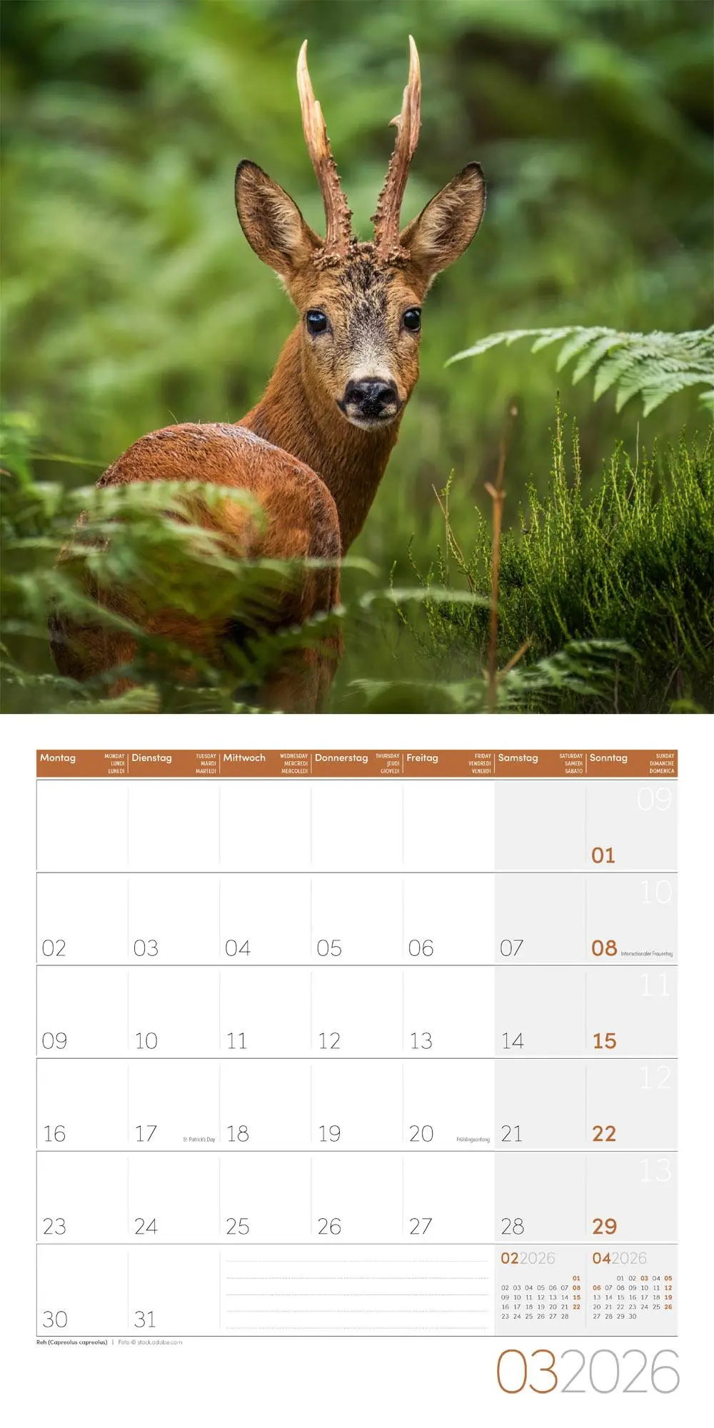 Bild: 9783838446264 | Heimische Wildtiere Broschürenkalender 2026 - 30x30 - Art12 | GmbH