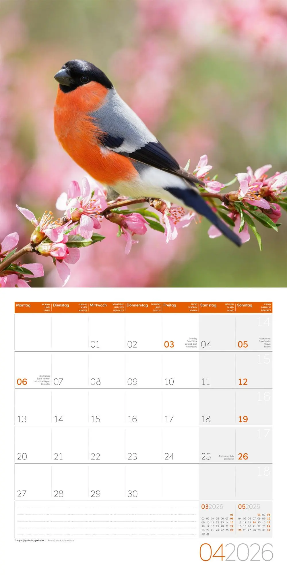 Bild: 9783838446264 | Heimische Wildtiere Broschürenkalender 2026 - 30x30 - Art12 | GmbH