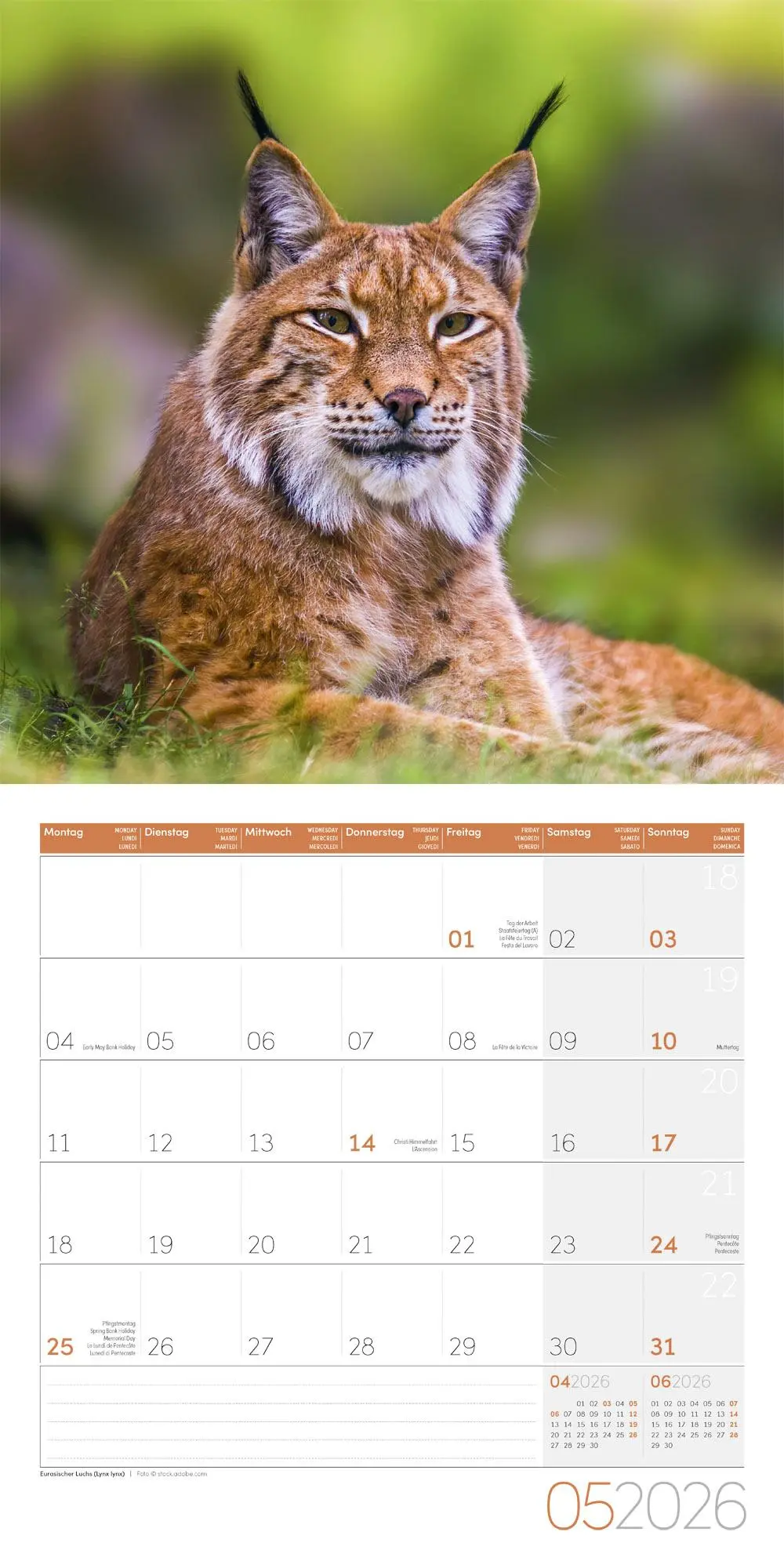 Bild: 9783838446264 | Heimische Wildtiere Broschürenkalender 2026 - 30x30 - Art12 | GmbH