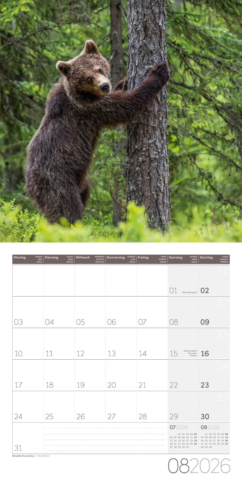 Bild: 9783838446264 | Heimische Wildtiere Broschürenkalender 2026 - 30x30 - Art12 | GmbH