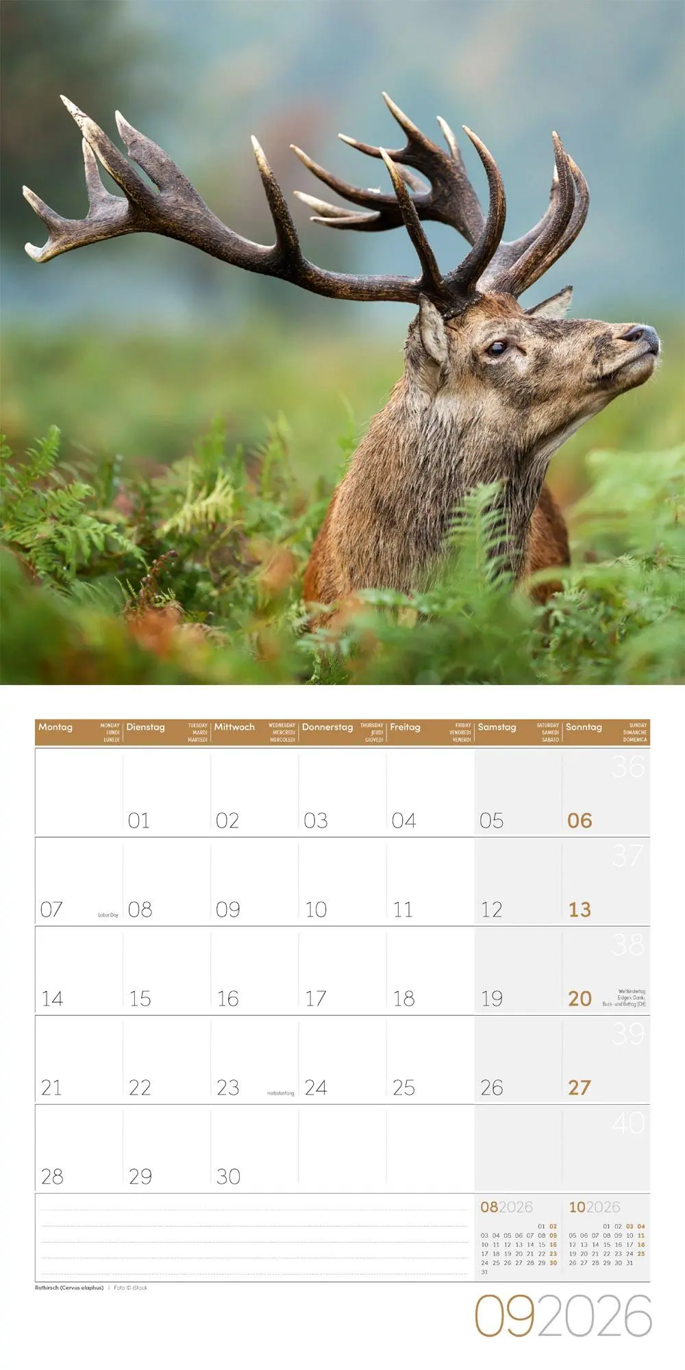 Bild: 9783838446264 | Heimische Wildtiere Broschürenkalender 2026 - 30x30 - Art12 | GmbH