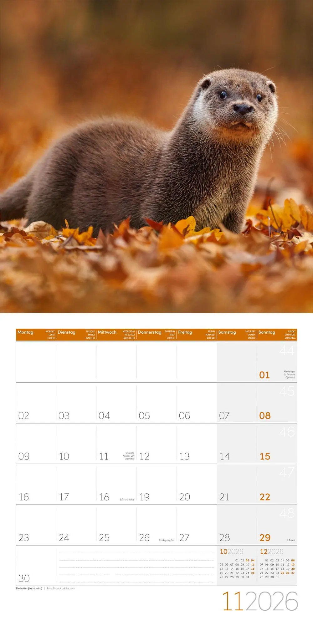 Bild: 9783838446264 | Heimische Wildtiere Broschürenkalender 2026 - 30x30 - Art12 | GmbH