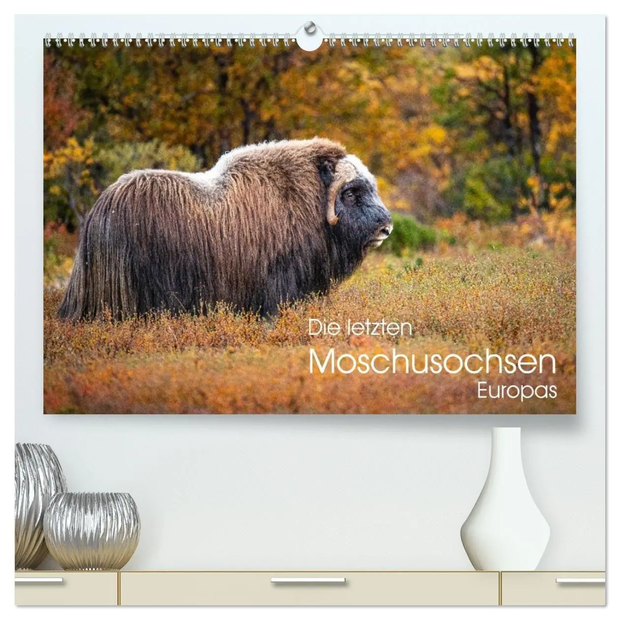 Cover: 9783569396364 | Die letzten Moschusochsen Europas (hochwertiger Premium...