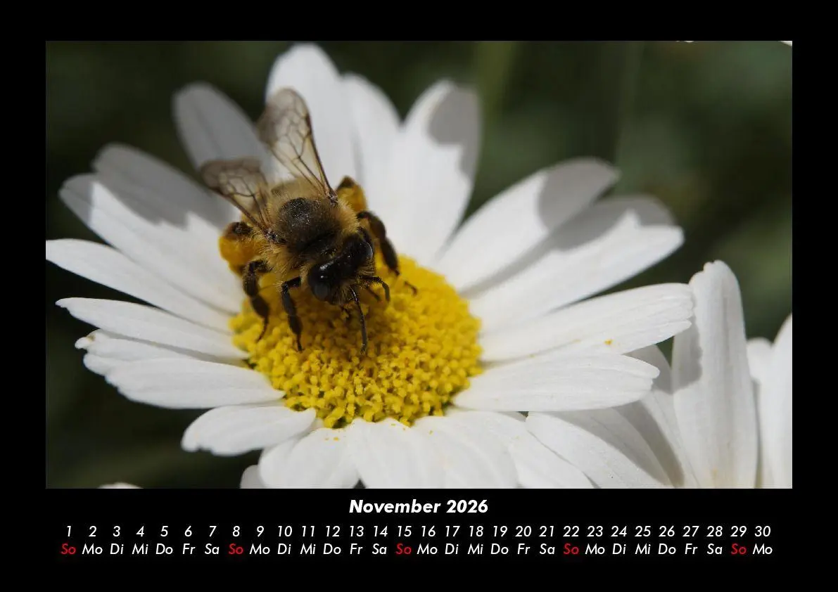 Bild: 9783695406364 | Bienen 2026 Fotokalender DIN A3 | Tobias Becker | Kalender | Deutsch