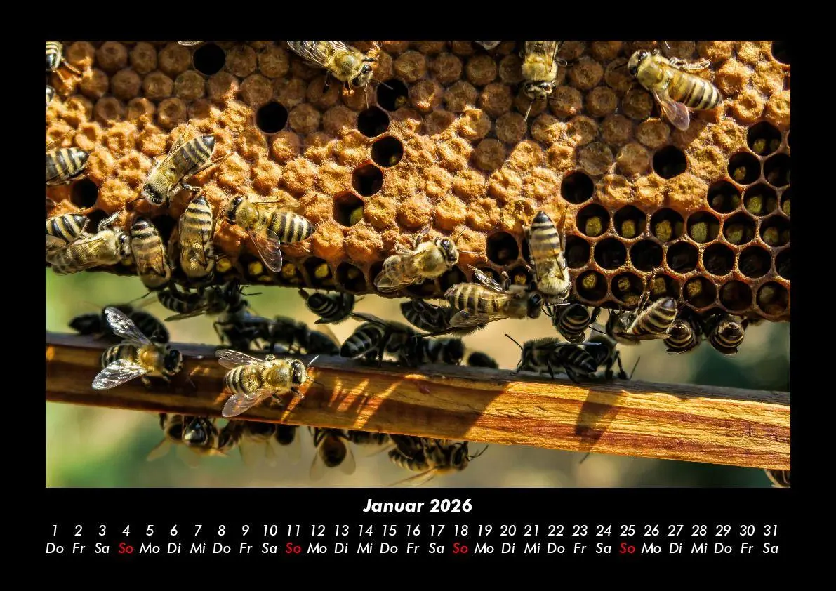 Bild: 9783695406364 | Bienen 2026 Fotokalender DIN A3 | Tobias Becker | Kalender | Deutsch