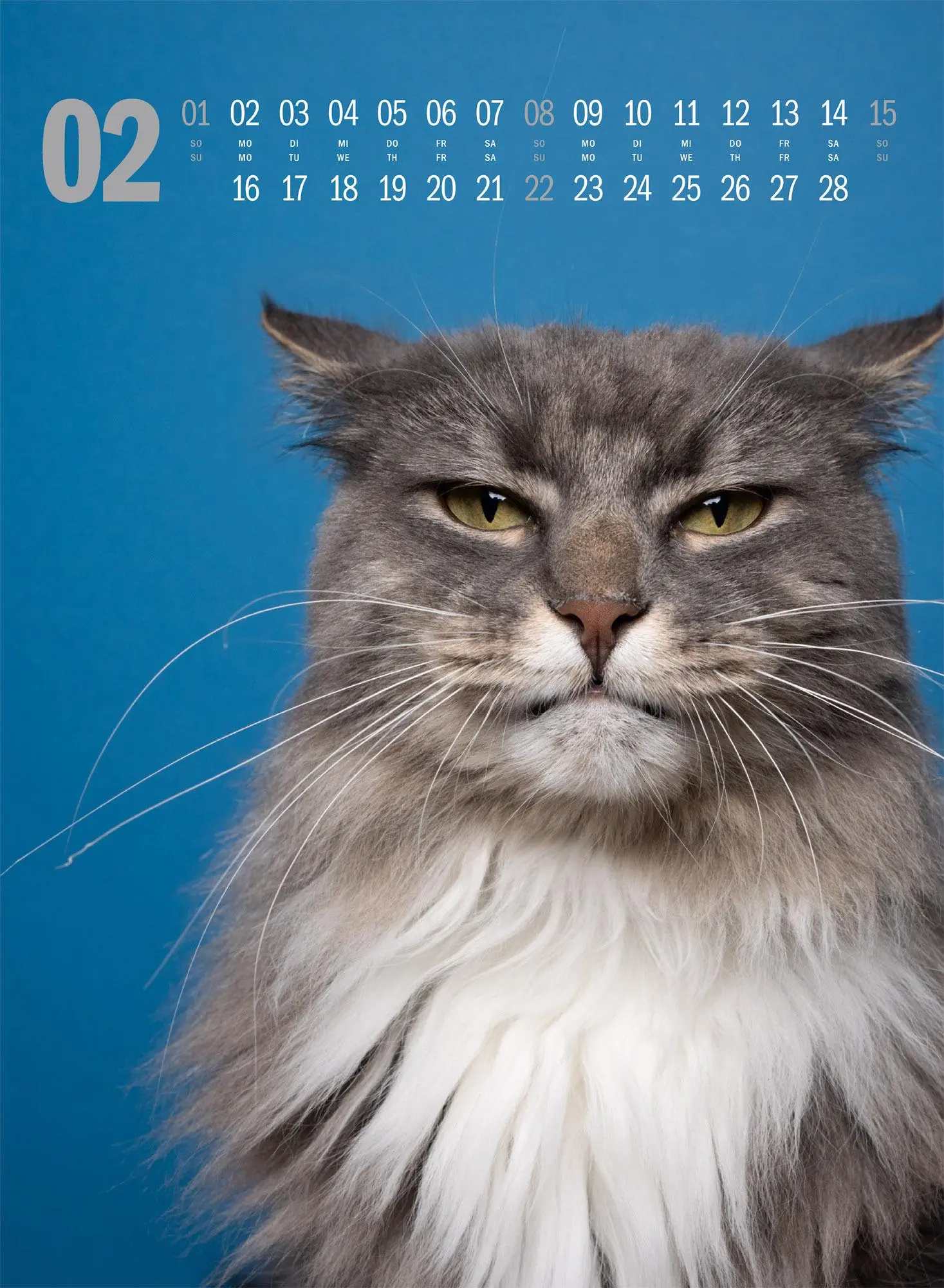 Bild: 9783838436364 | Catography Katzen-Kalender 2026 | Nils Jacobi (u. a.) | Kalender