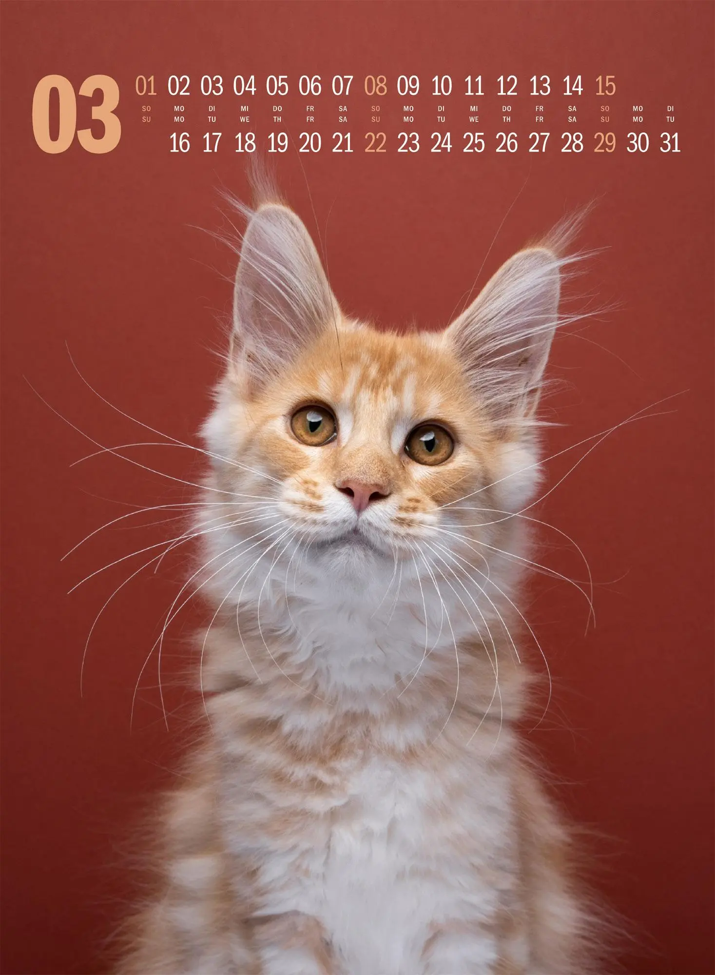Bild: 9783838436364 | Catography Katzen-Kalender 2026 | Nils Jacobi (u. a.) | Kalender