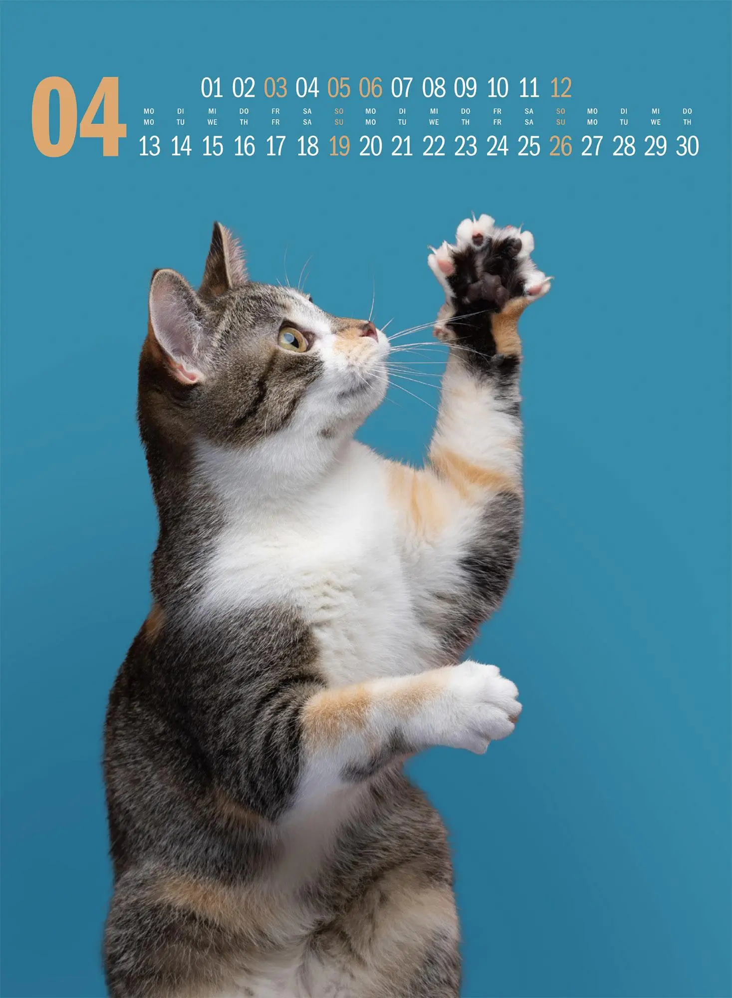 Bild: 9783838436364 | Catography Katzen-Kalender 2026 | Nils Jacobi (u. a.) | Kalender