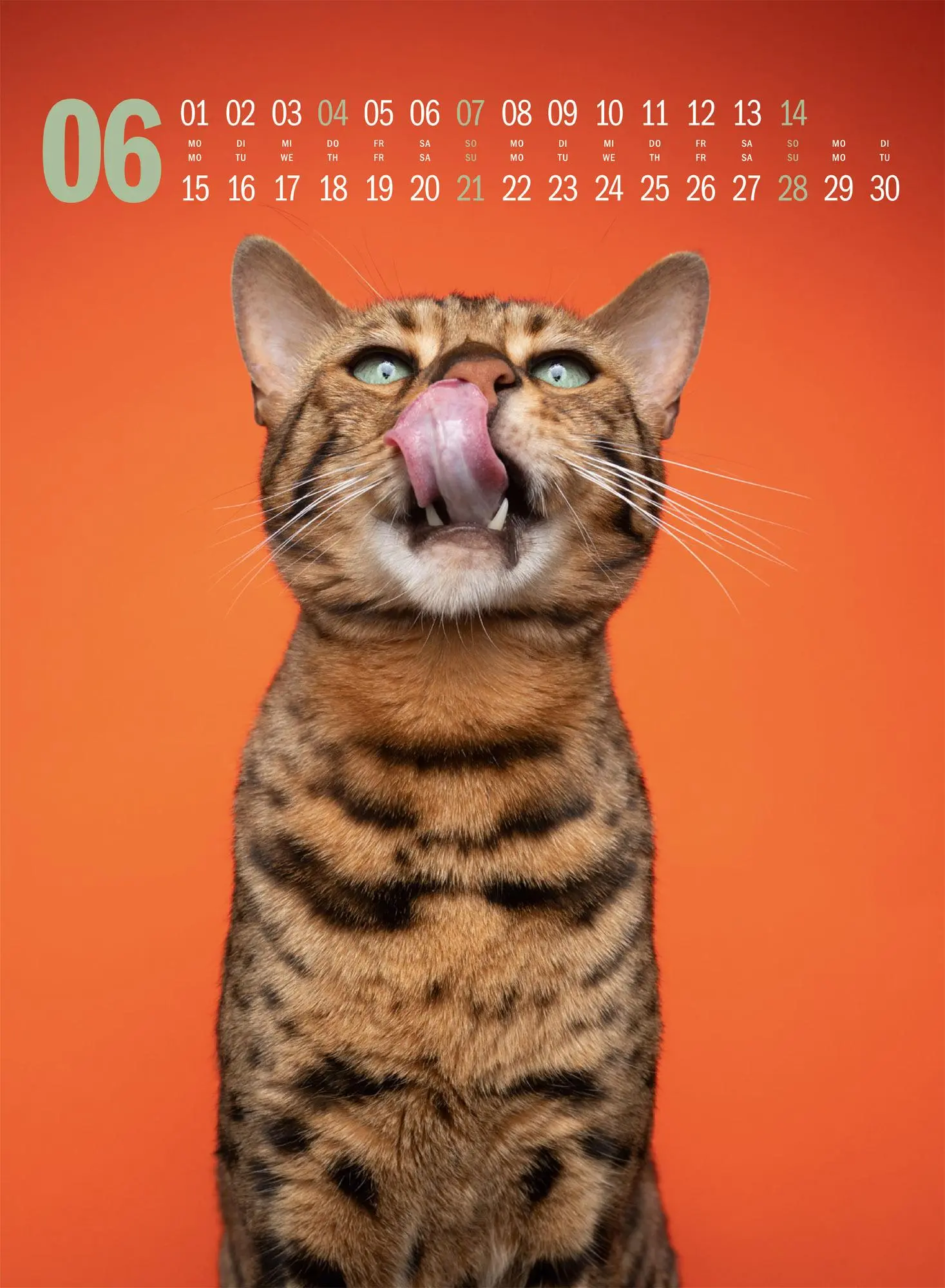 Bild: 9783838436364 | Catography Katzen-Kalender 2026 | Nils Jacobi (u. a.) | Kalender