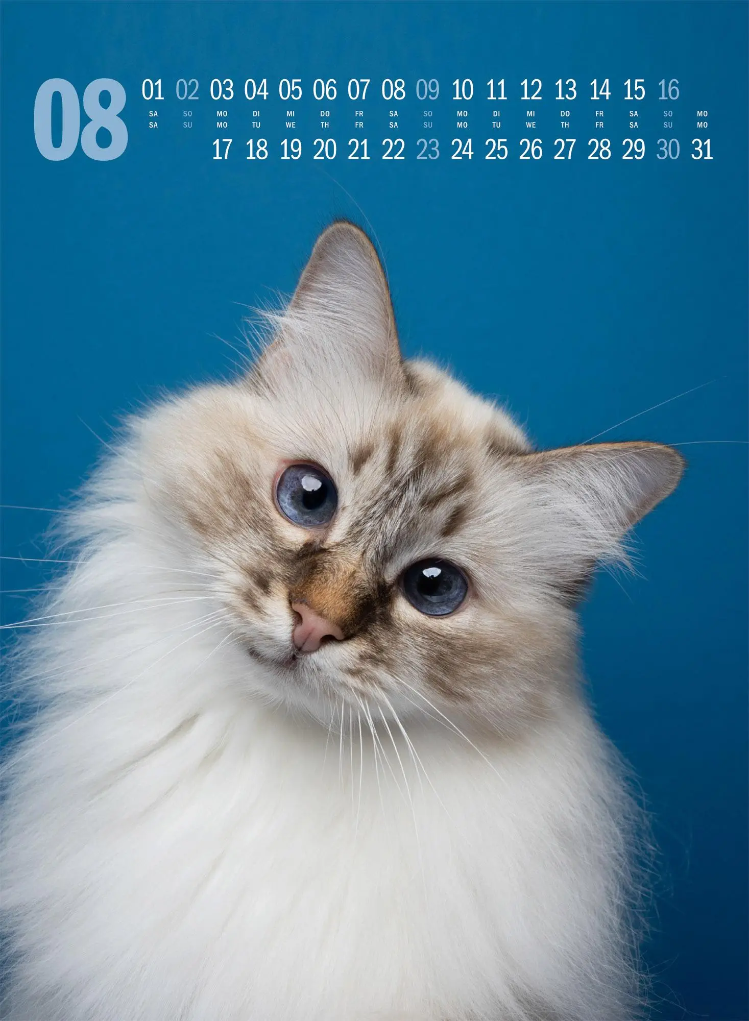 Bild: 9783838436364 | Catography Katzen-Kalender 2026 | Nils Jacobi (u. a.) | Kalender