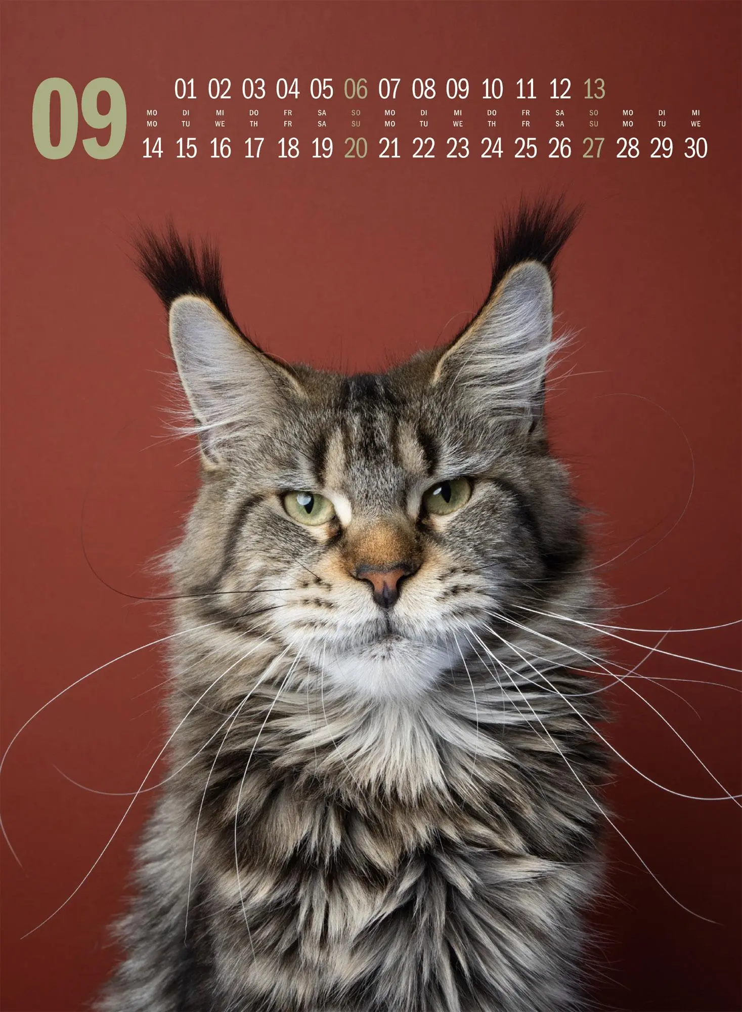 Bild: 9783838436364 | Catography Katzen-Kalender 2026 | Nils Jacobi (u. a.) | Kalender