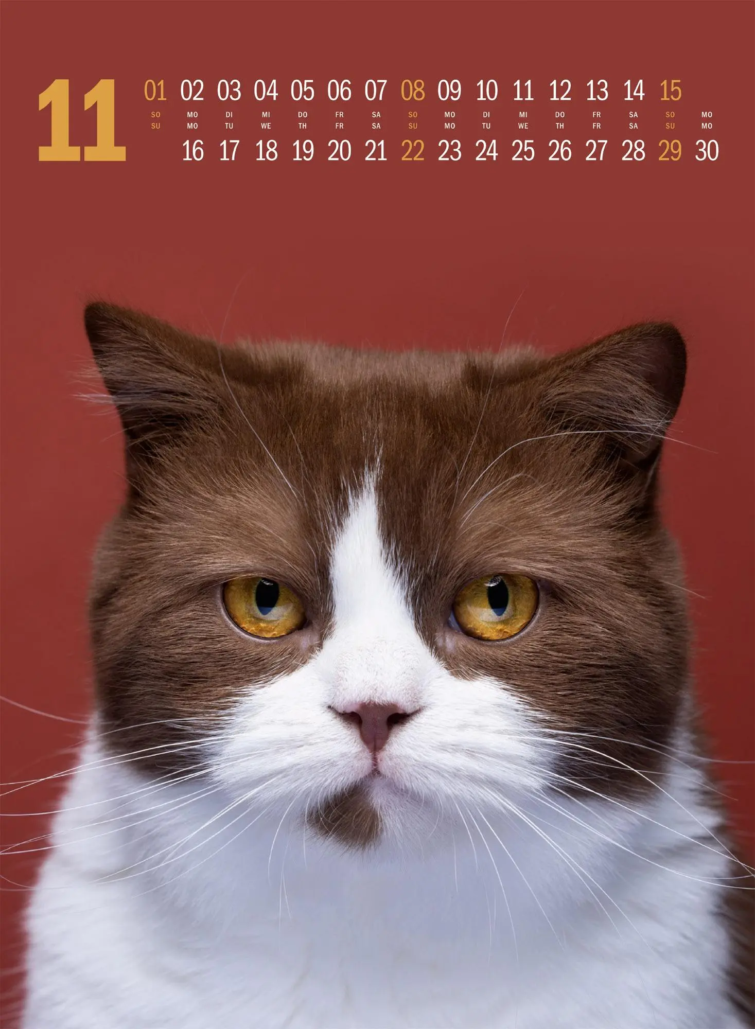 Bild: 9783838436364 | Catography Katzen-Kalender 2026 | Nils Jacobi (u. a.) | Kalender