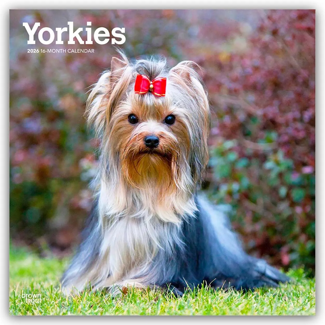 Cover: 9798330706464 | Yorkshire Terriers - Yorkshire Terrier - Yorkies 2026 -...