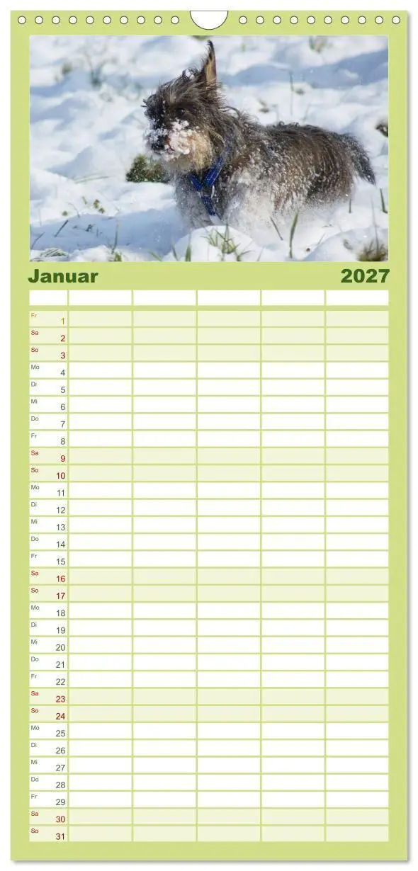 Bild: 9783594336564 | Familienplaner 2027 - Der Zwergrauhaardackel - Eigensinnig und...