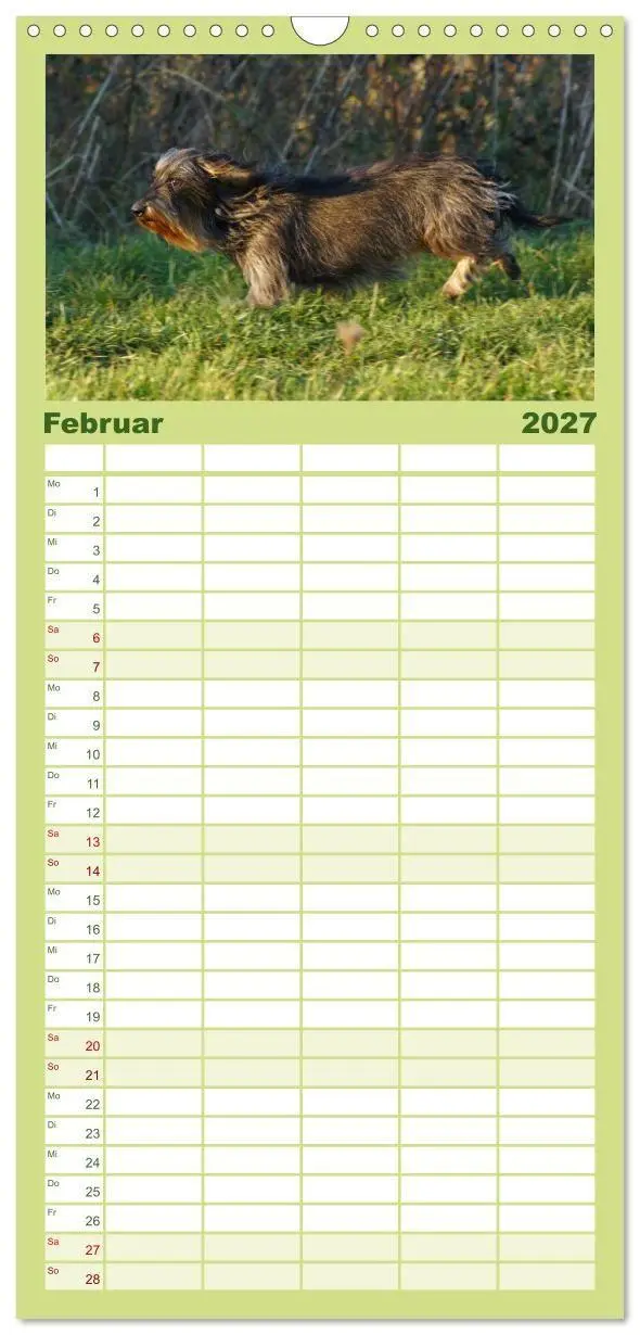 Bild: 9783594336564 | Familienplaner 2027 - Der Zwergrauhaardackel - Eigensinnig und...