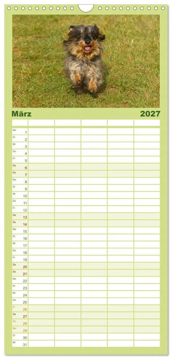 Bild: 9783594336564 | Familienplaner 2027 - Der Zwergrauhaardackel - Eigensinnig und...
