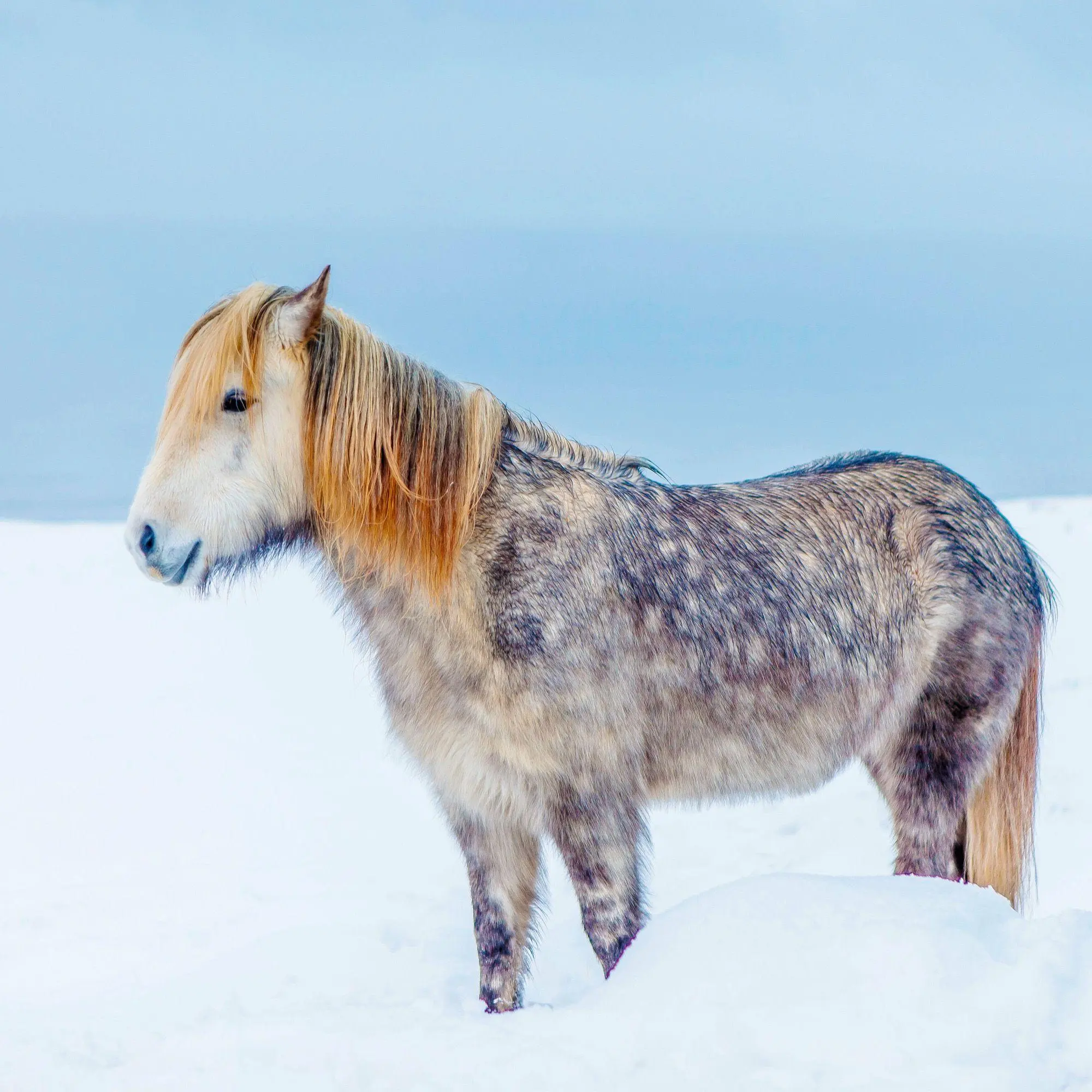 Bild: 9783959296564 | Magic Horses 2027 | Kalender 2027 | Kalender | Wonderful World | 28 S.