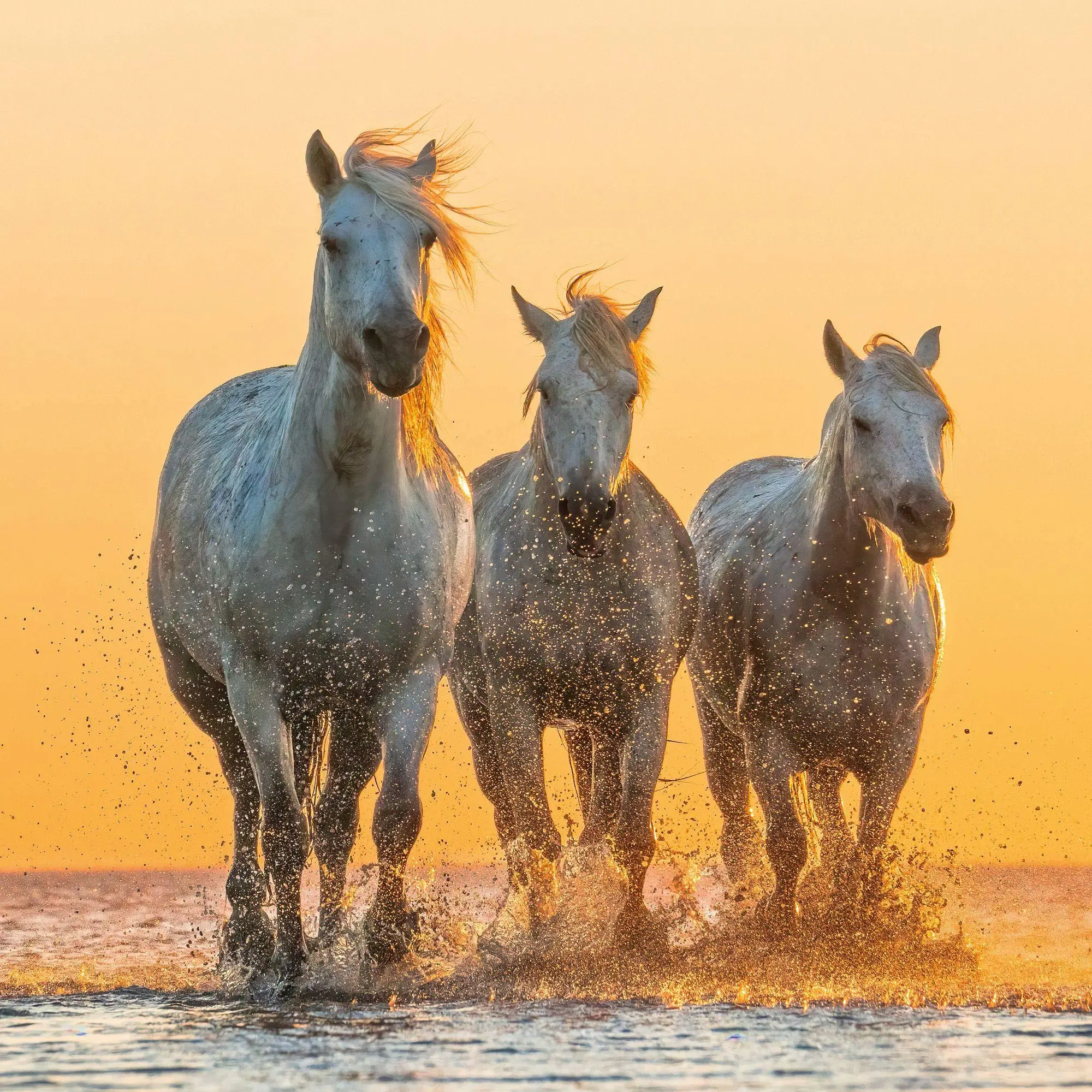 Bild: 9783959296564 | Magic Horses 2027 | Kalender 2027 | Kalender | Wonderful World | 28 S.